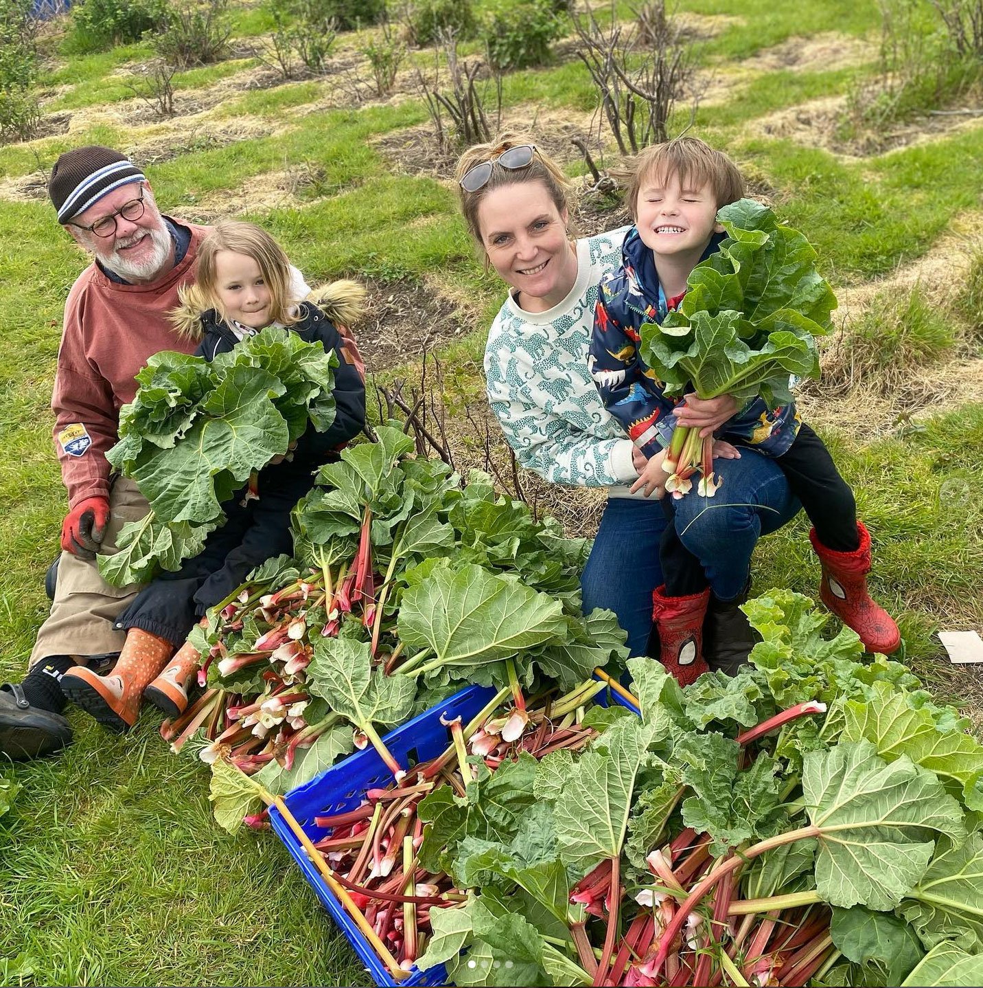 Rhubarb.jpg