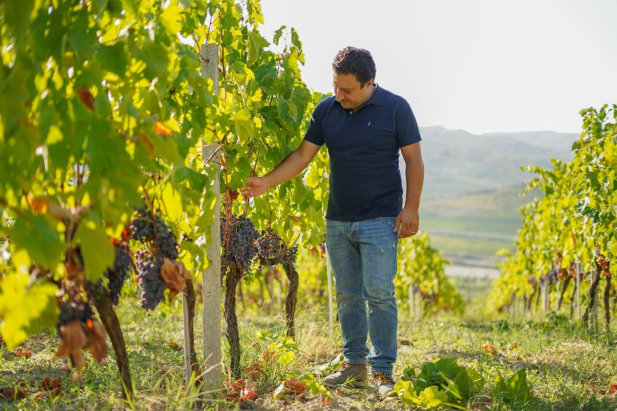 A winemaker is inspecting grapes in his vineyard on a sunny day with rolling hills in the background.