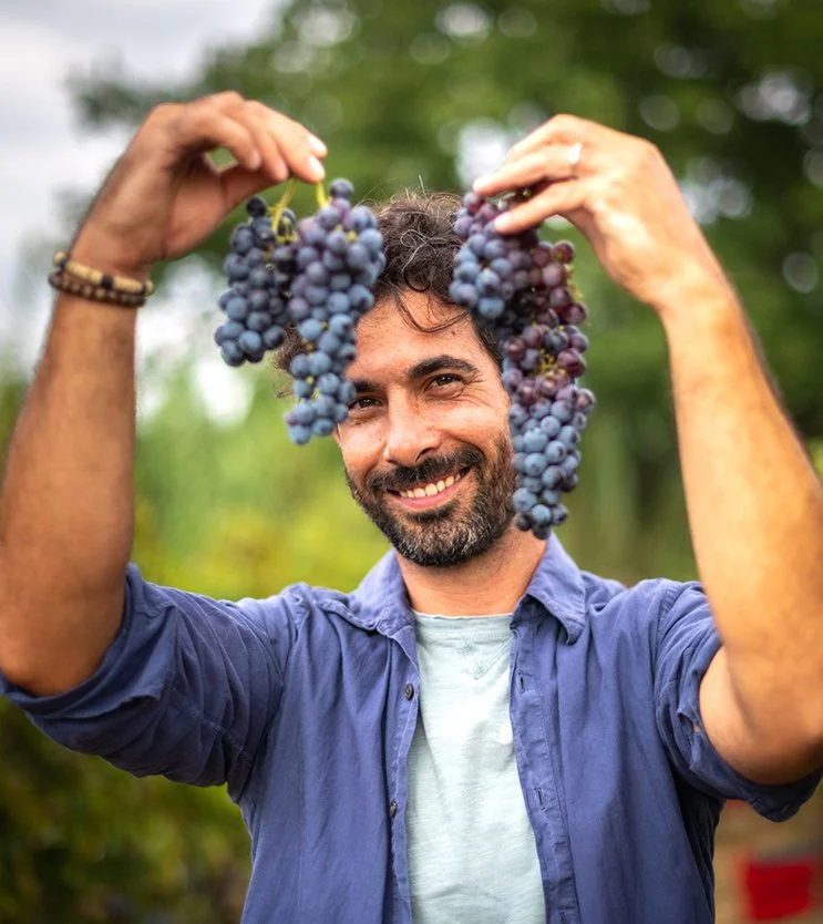 A winemaker holding bunches of purple grapes outdoors in a vineyard