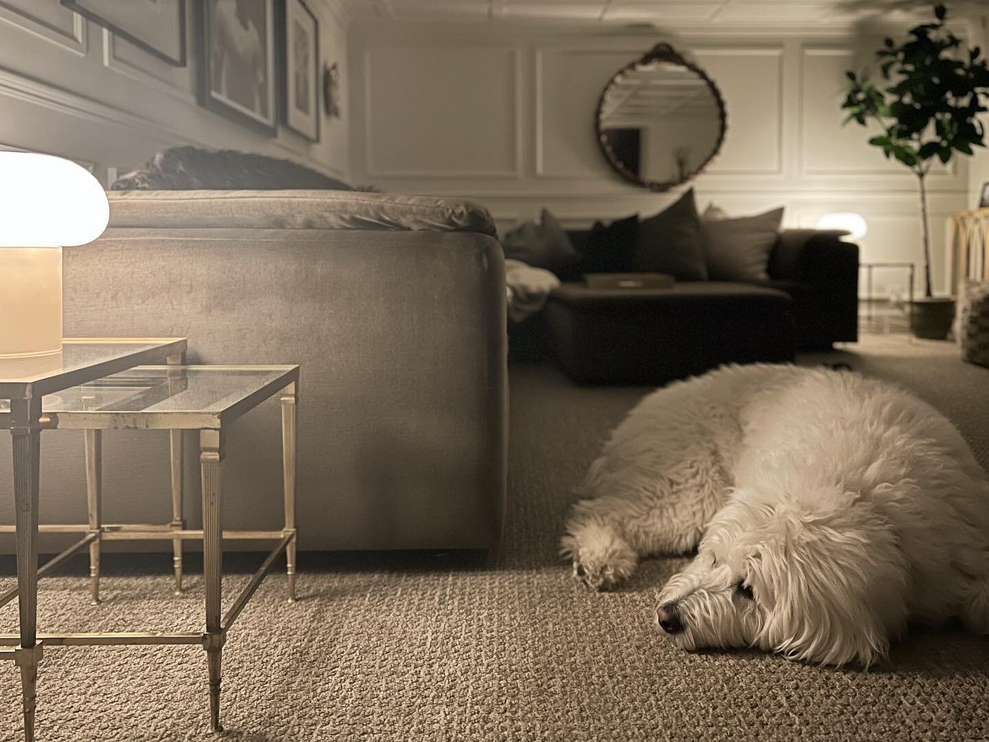 The boys had a ruff day at the office. Bernie has found his favorite spot on the new couch. 💤 | #doodles