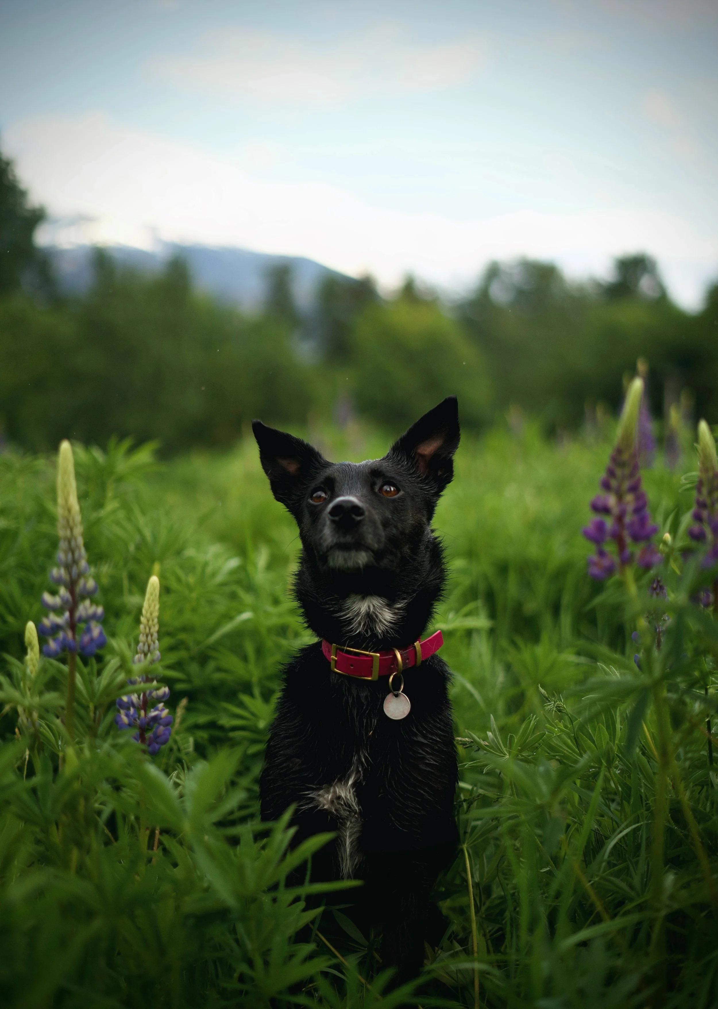 Dog on a forest trail near Squamish, BC