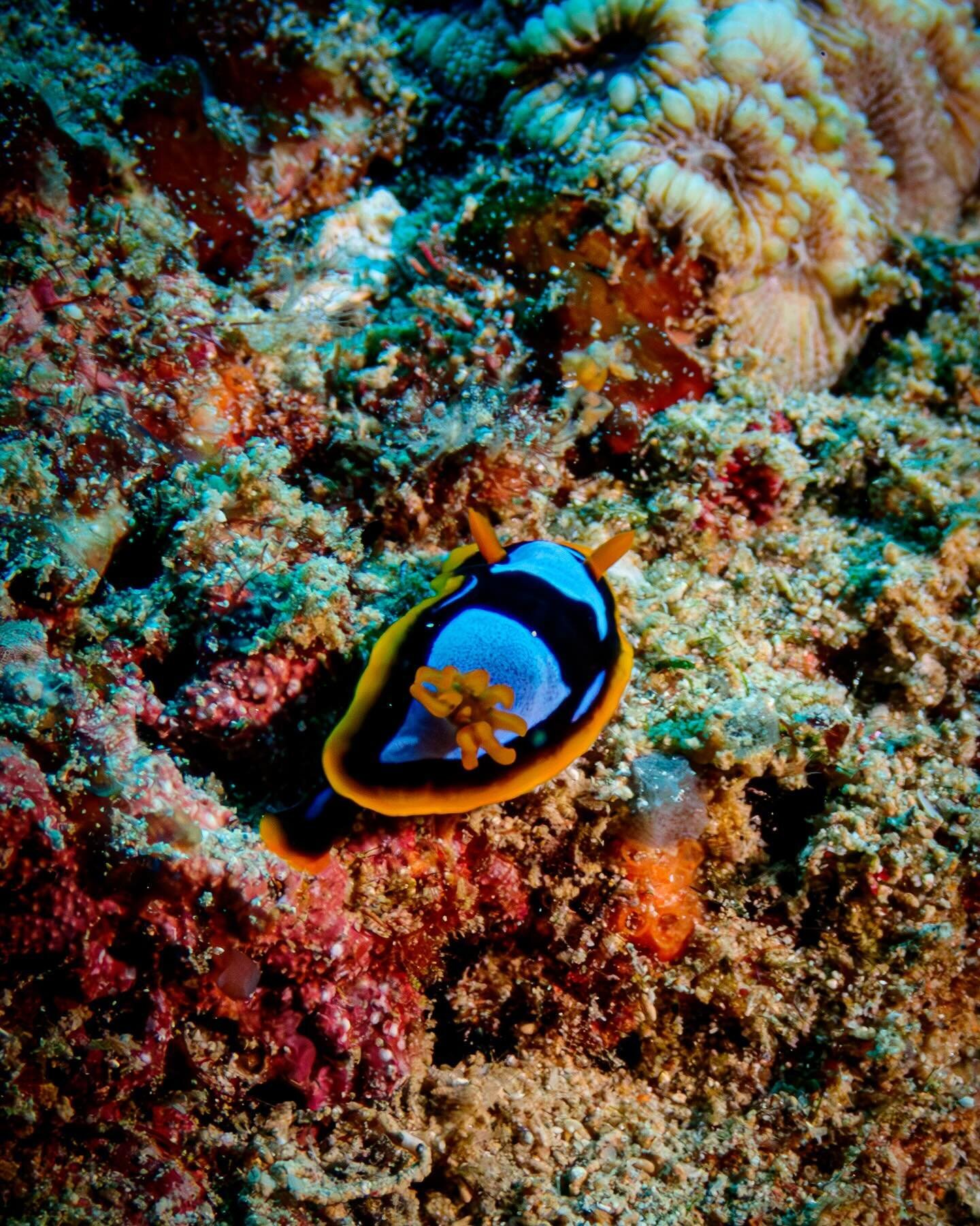 A menagerie of creatures encountered diving this year 🌊🐟
#australia #ningalooreef #bahamas #nassau #scuba 

#underwaterphotography #divesbigshotnudibranchs #divetravel #scubadiving #exmouth #padi #ocean #oceanlife #naturephotography #nature #sealov