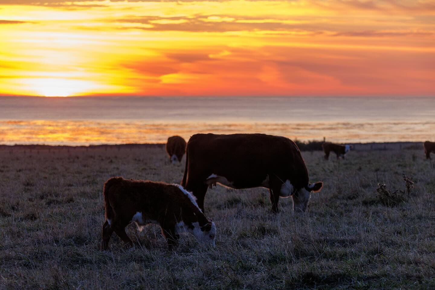 Epic highway 1 sunset + cows 
#cowabunga #highway1 #californiacoast 

#roadtrip #sunset #cow #ocean #landscapephotography #canon #canonphotographer #r5 #cattle #bigsur #coast #pacificcoast @highway1roadtrip @canonusa
