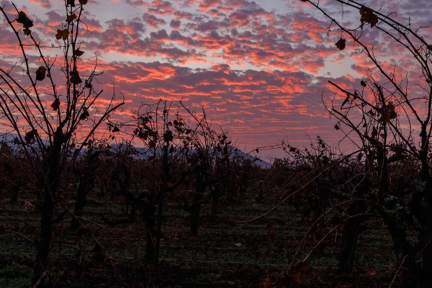 Beautiful sunrise to accompany a pick of noble Semillon, finalizing #harvest2023. Just in time for Christmas! 🍇🎅🏻 

#noblerot #lateharvest #napavalley #yountville #viticulture #vineyard #napawine #winelovers #napaphotographer #canon #r5 #canonphot