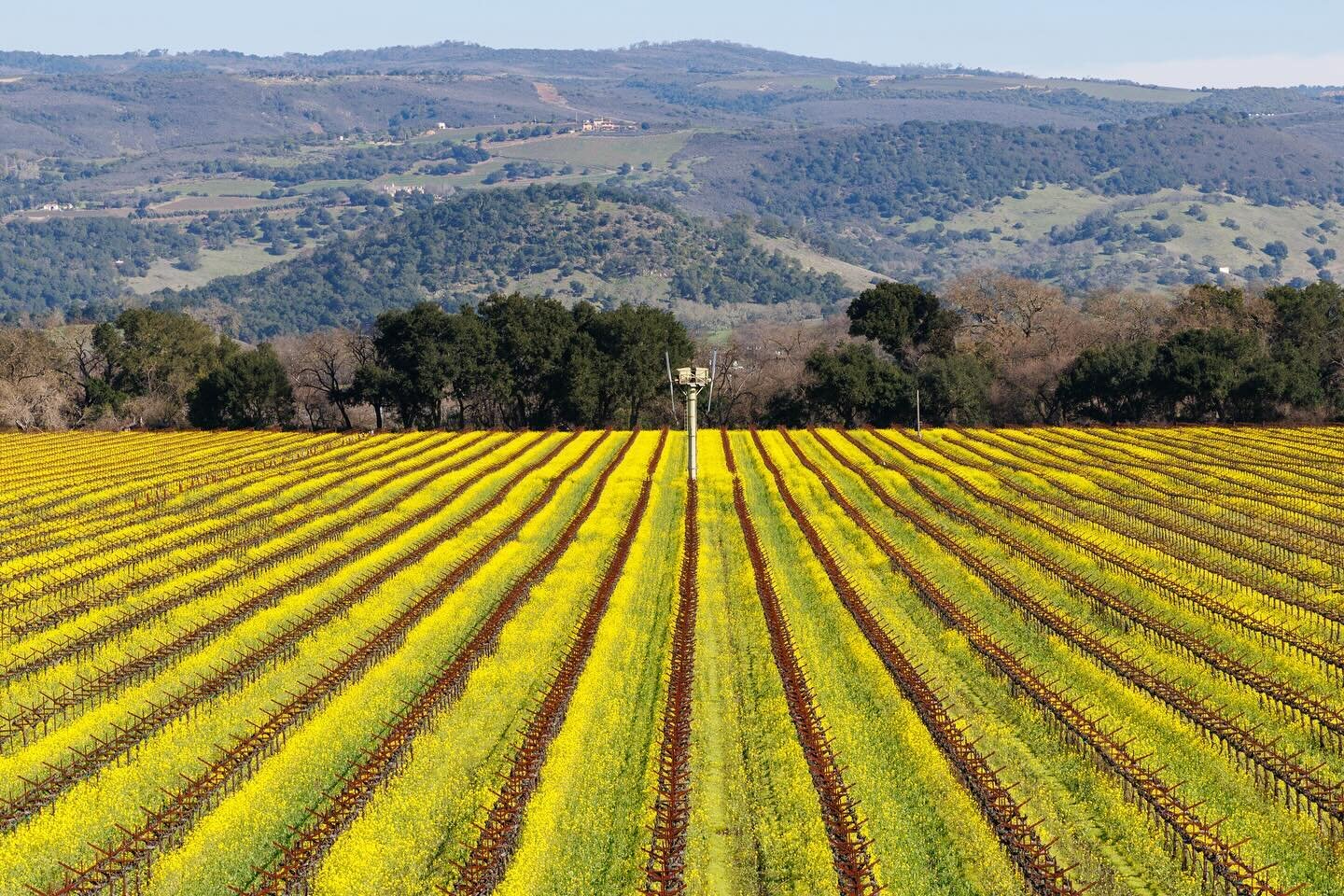 Sea of mustard 🌼🍇
#napavalley #yountville #oakville 

Taken at the incredible MorgaenLee and Lincoln Creek vineyards @yount_mill_vineyards 

#yountvilledreaming #mustardfield #vineyard #winecountry #mustardyellow #napa #napawine #napaphotographer #