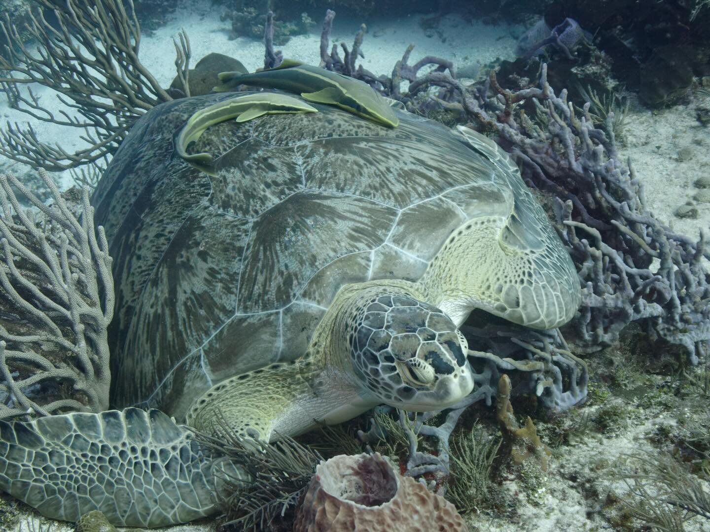 An &ldquo;Alec-sized&rdquo; green turtle accompanied by 2 &ldquo;Lola-sized&rdquo; Remoras 🐢🤿
#cozumel #diving #turtlepower #yucab 

#underwaterphotography #padi #scubadiving #oceanlife #underthesea #seaturtle #remora #wildlife #wildlifephotography