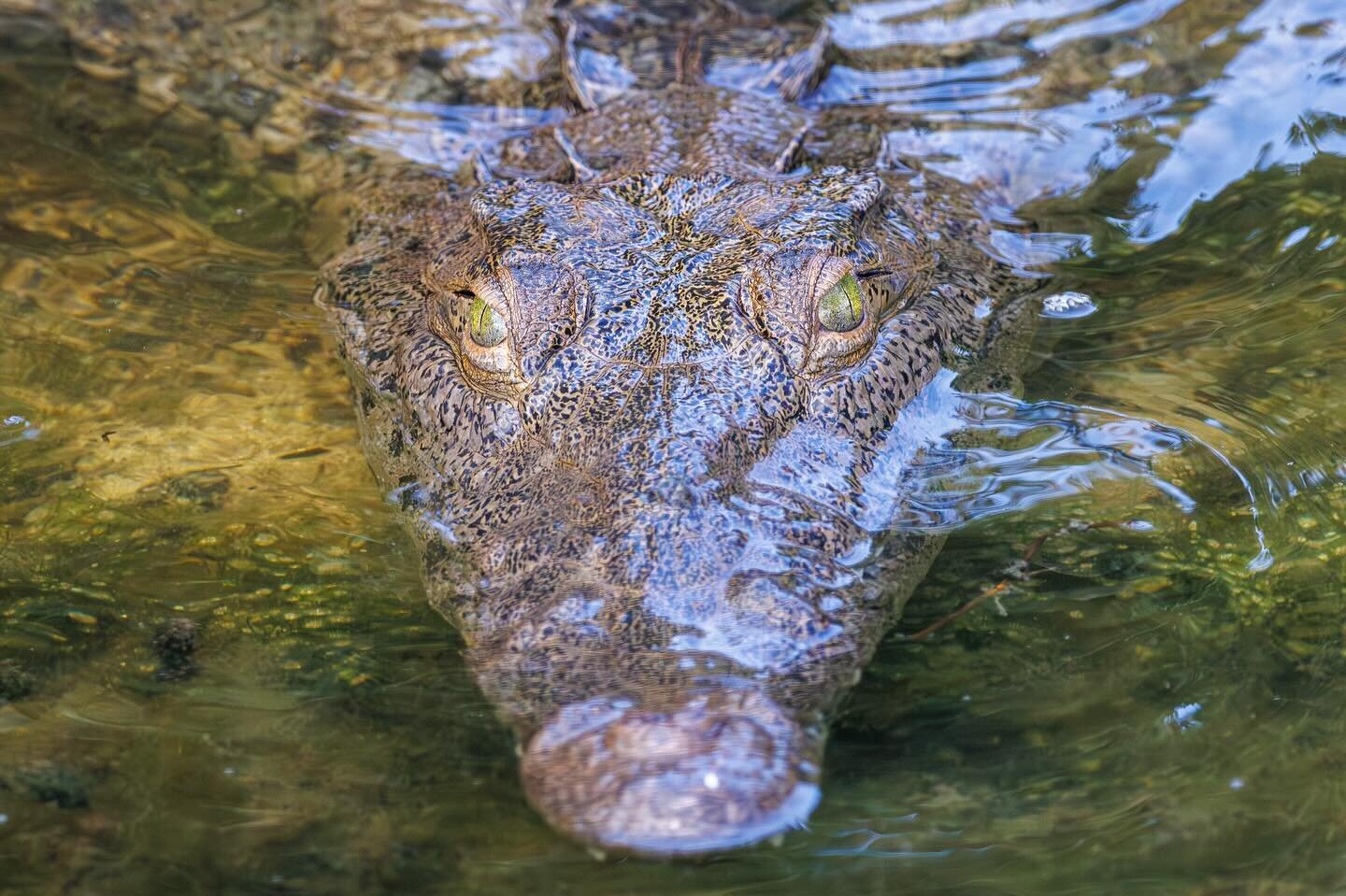 Crocodiles of Punta Sur 🐊🇲🇽

With an estimate of ~500 residents, encountering these creatures is not difficult. Extra attention to the hidden crevices of the mangroves are key, as there could be something looking right back at ya! 👀

#cozumel #me