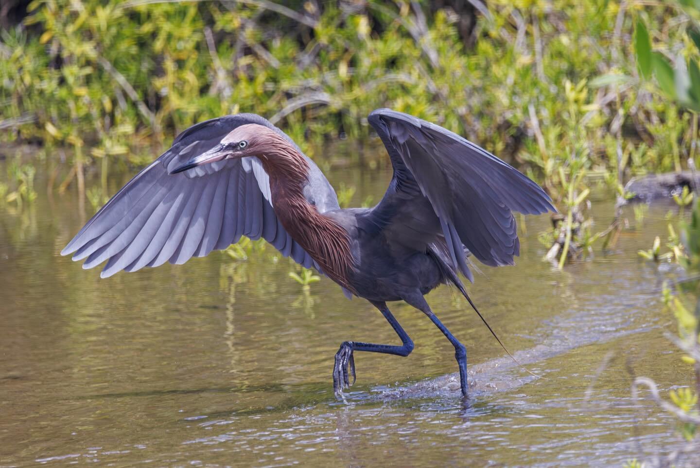 Dance of the Reddish Egret 🕺💃🪩

This Egret has the moves! Though this display isn&rsquo;t just for show, it&rsquo;s a fishy disco that lures out delicious lunch. 

#cozumel #lunchdisco #reddishegret #wildlifephotography #mexico #birdidtheword #bir