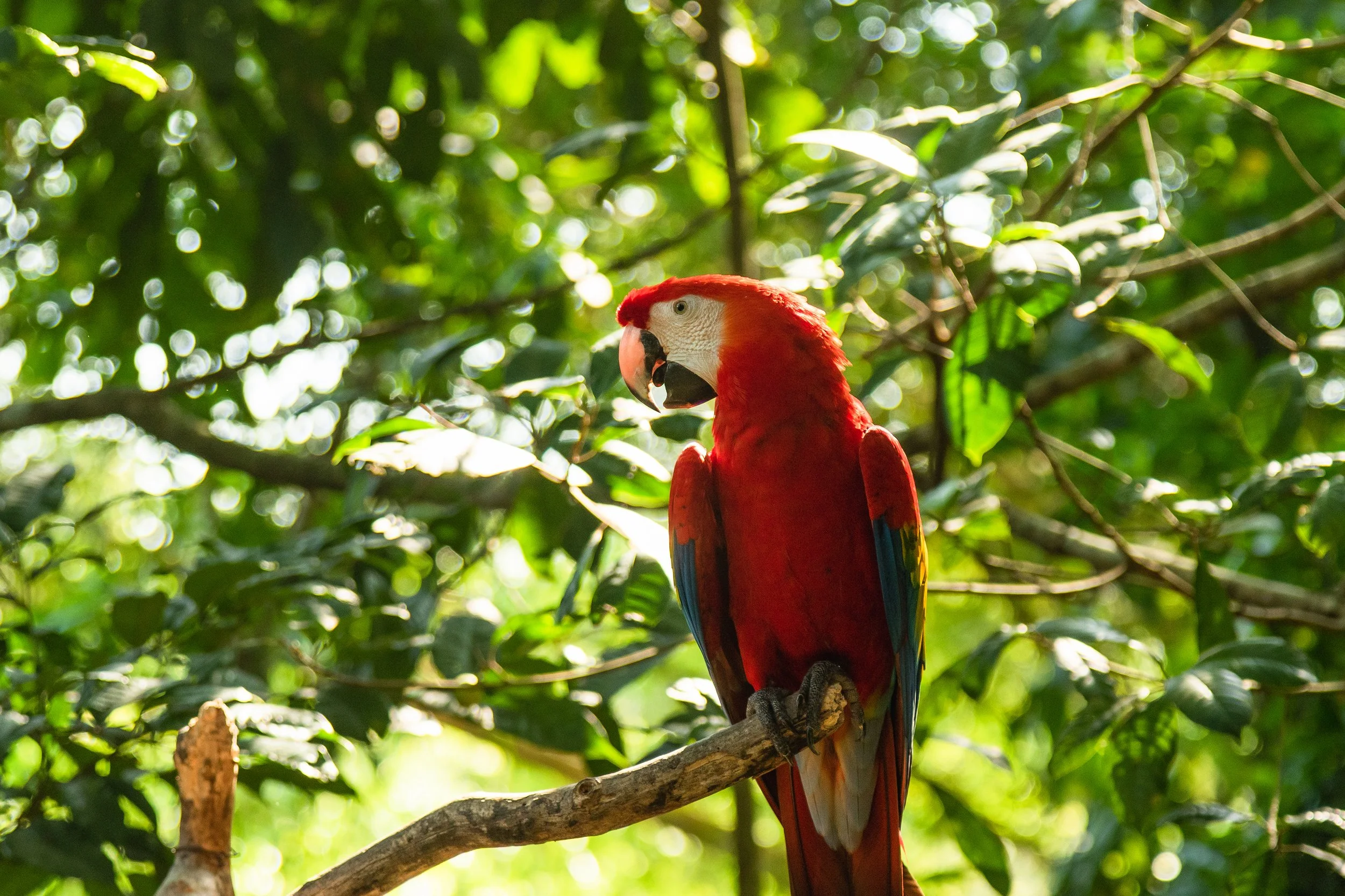 The Ultimate First-Timer’s Guide to Costa Rica