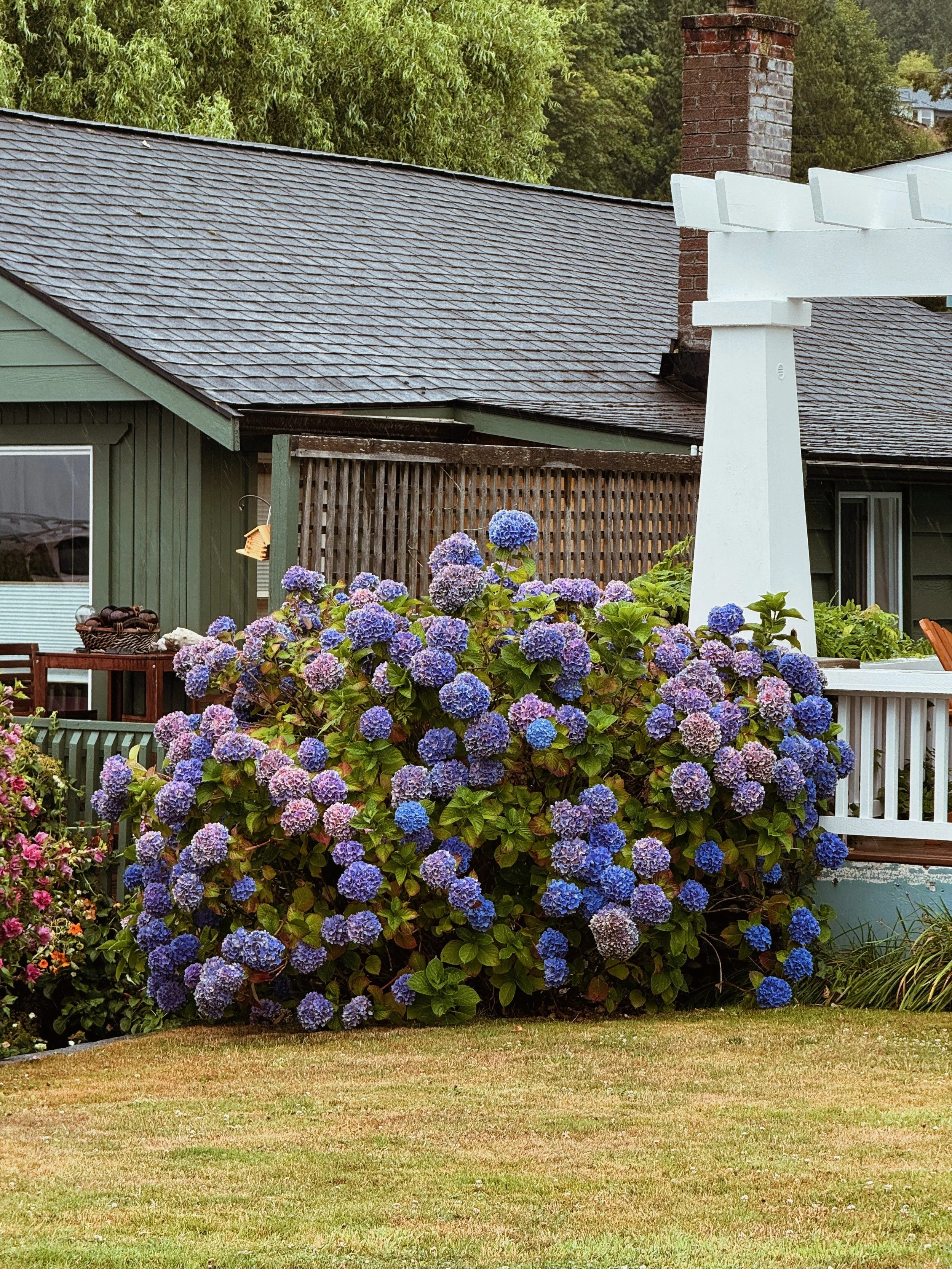 Steep_Hill_Studio_2026_Point_Roberts_Blue_Hydrangea.jpeg