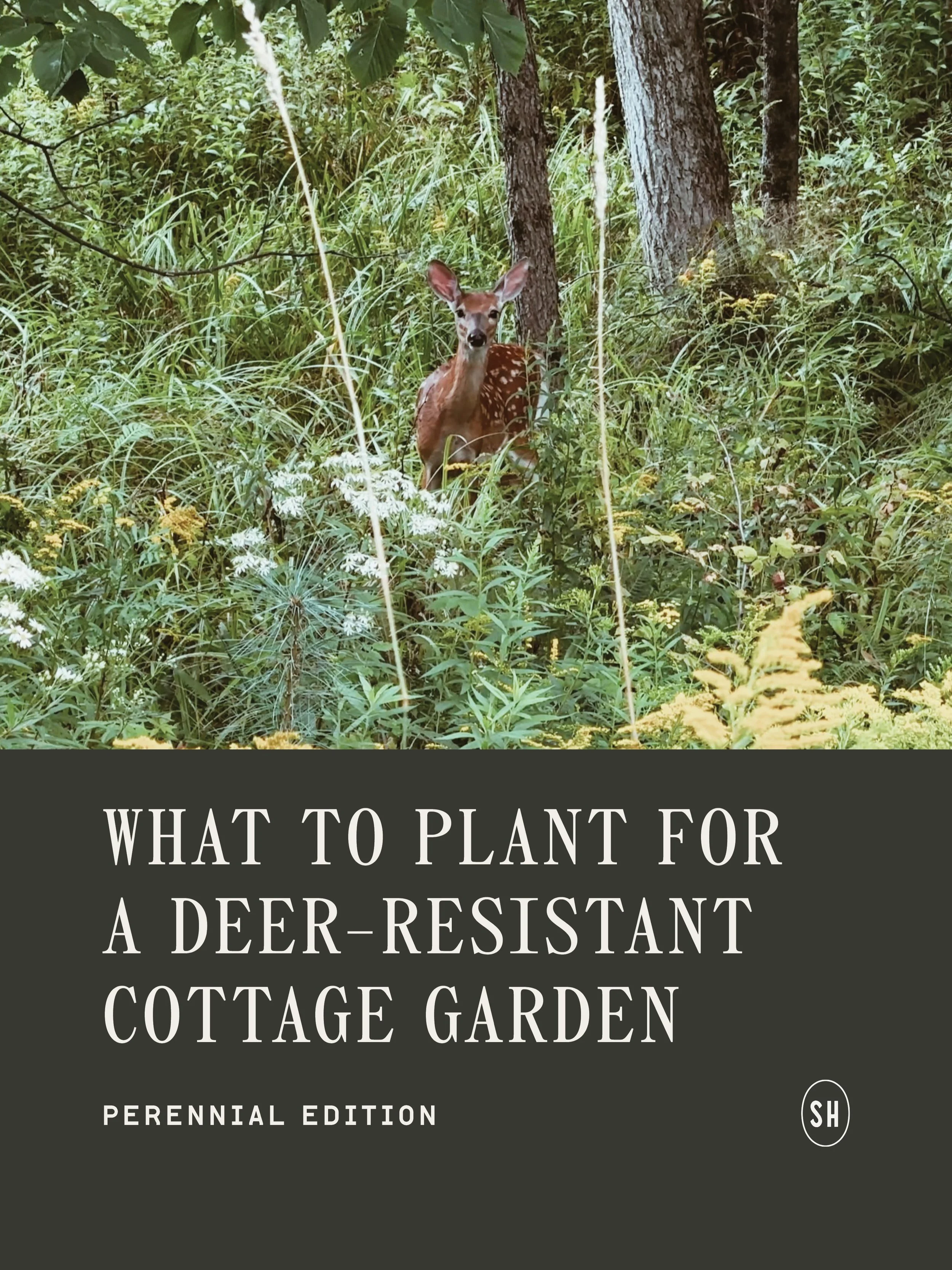 🌼🚫🦌 Planning a cottage garden but don&rsquo;t want the deer to destroy it? Then you&rsquo;ll want to save this post!

At Steep Hill cottage (zone 4b) the deer stroll through by the dozen and we&rsquo;ve learned what their favourites are (the hard 