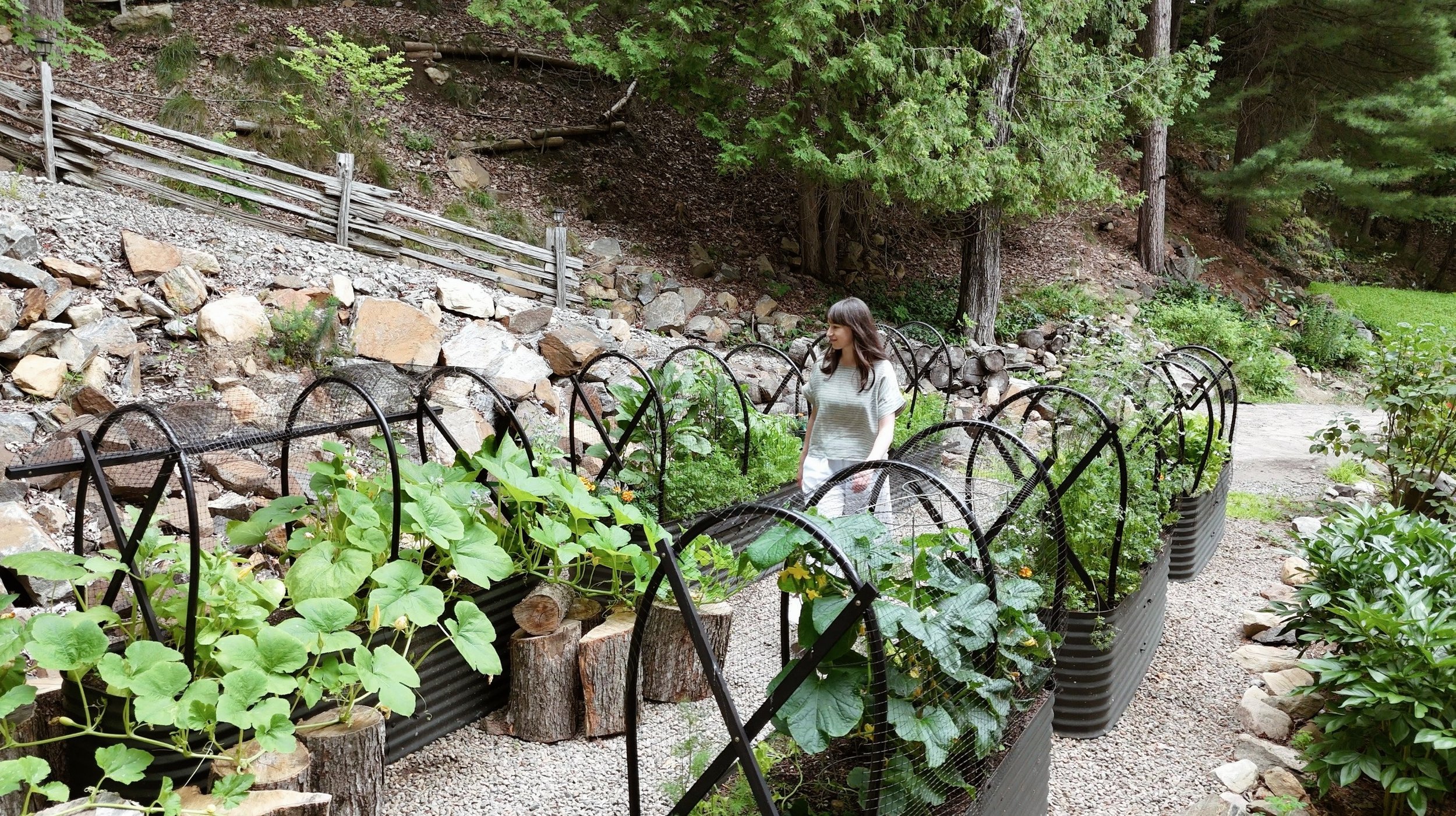 KITCHEN GARDEN UPDATE