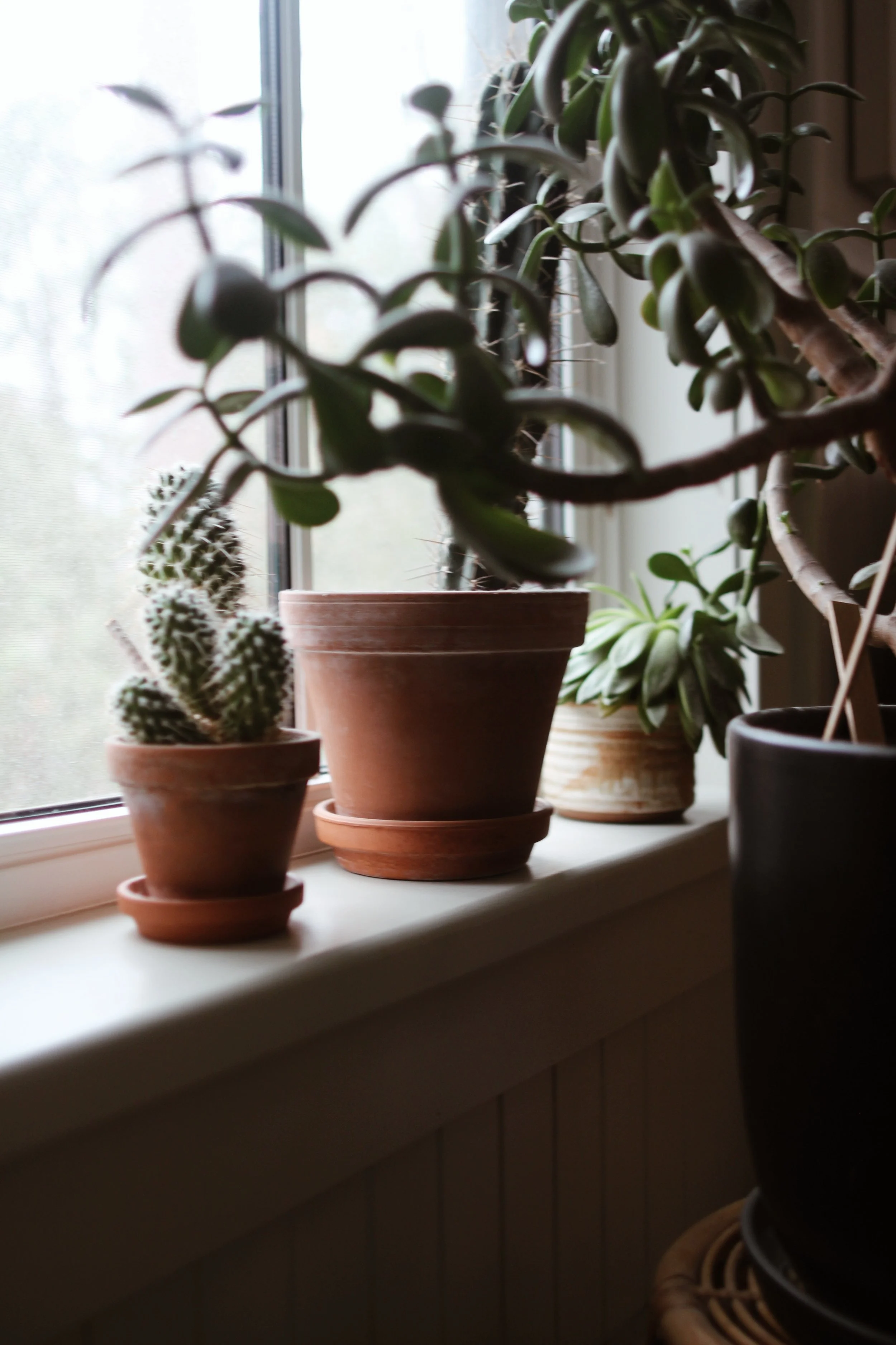 SteepHillStudio_SpaciousHeirloomCabin_Windowsills_1.jpeg