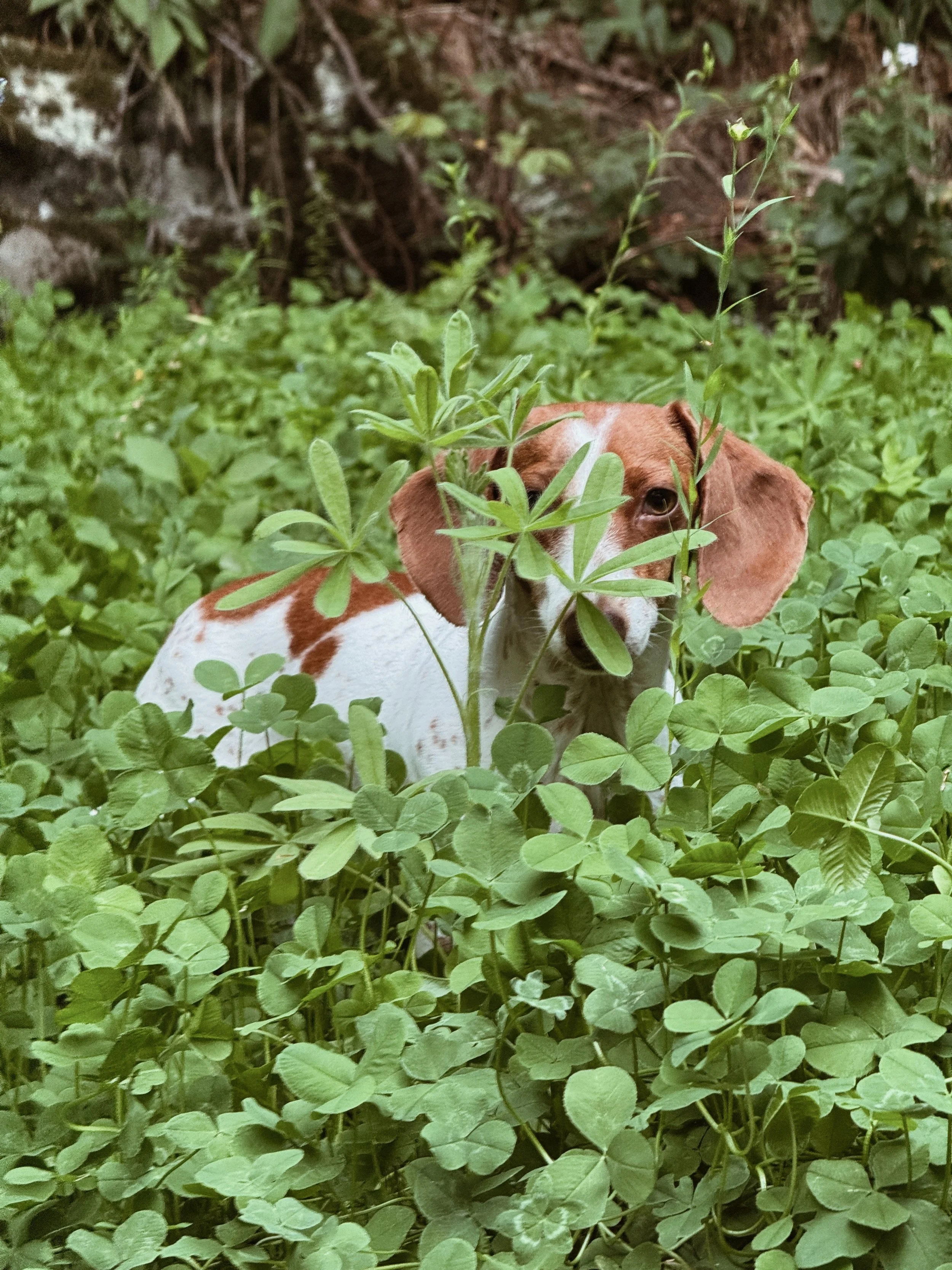 Steep_Hill_Studio_2026_Winnie_Clover.jpeg
