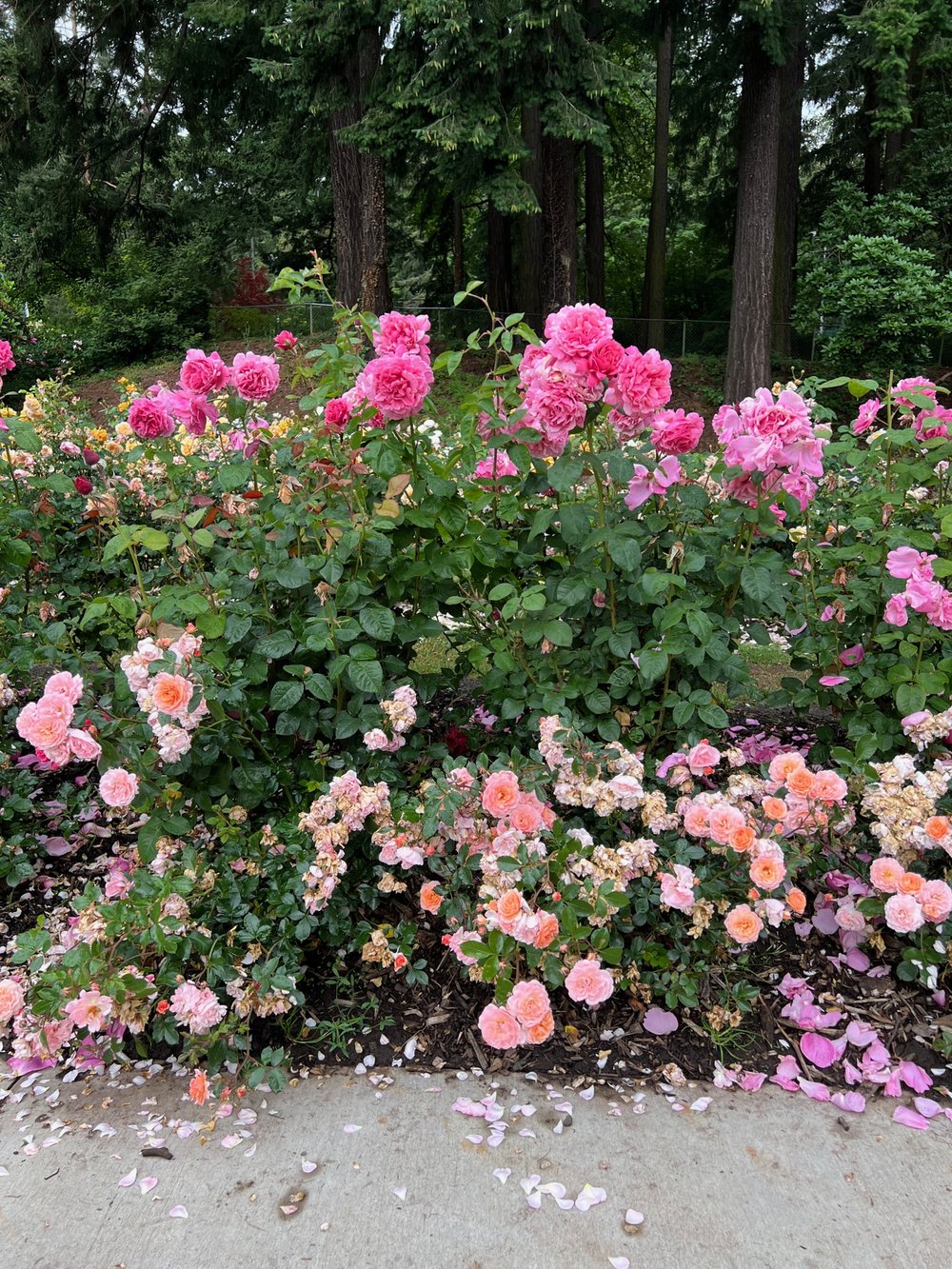 rose-small and shrub in summer.jpg