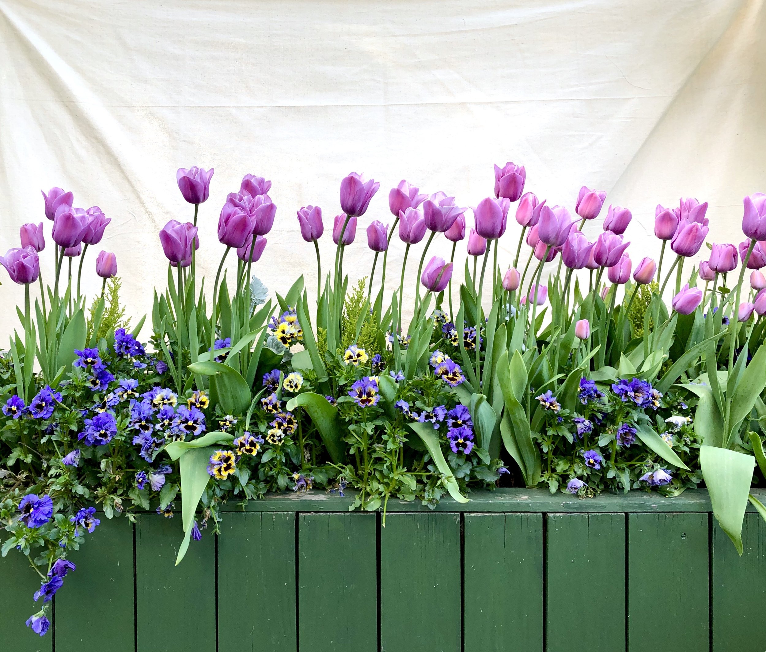 tulip with pansy green planter.jpeg