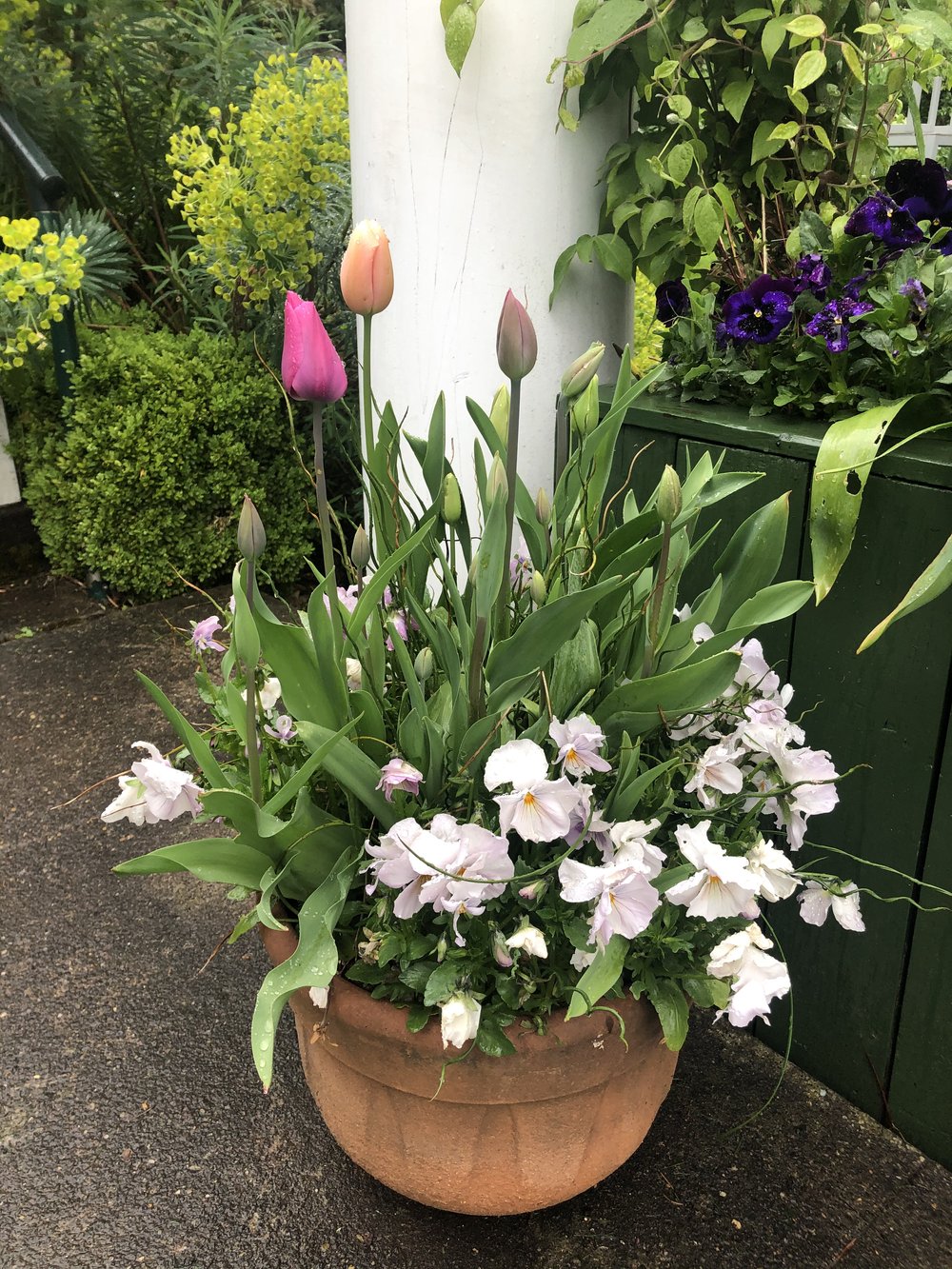 terra cotta pot with tulips and pansy.jpeg