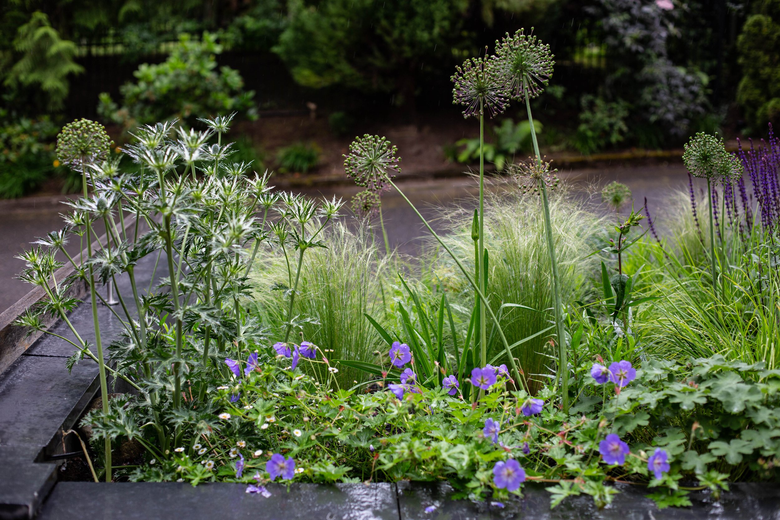 Garden with various green plants and purple flowers