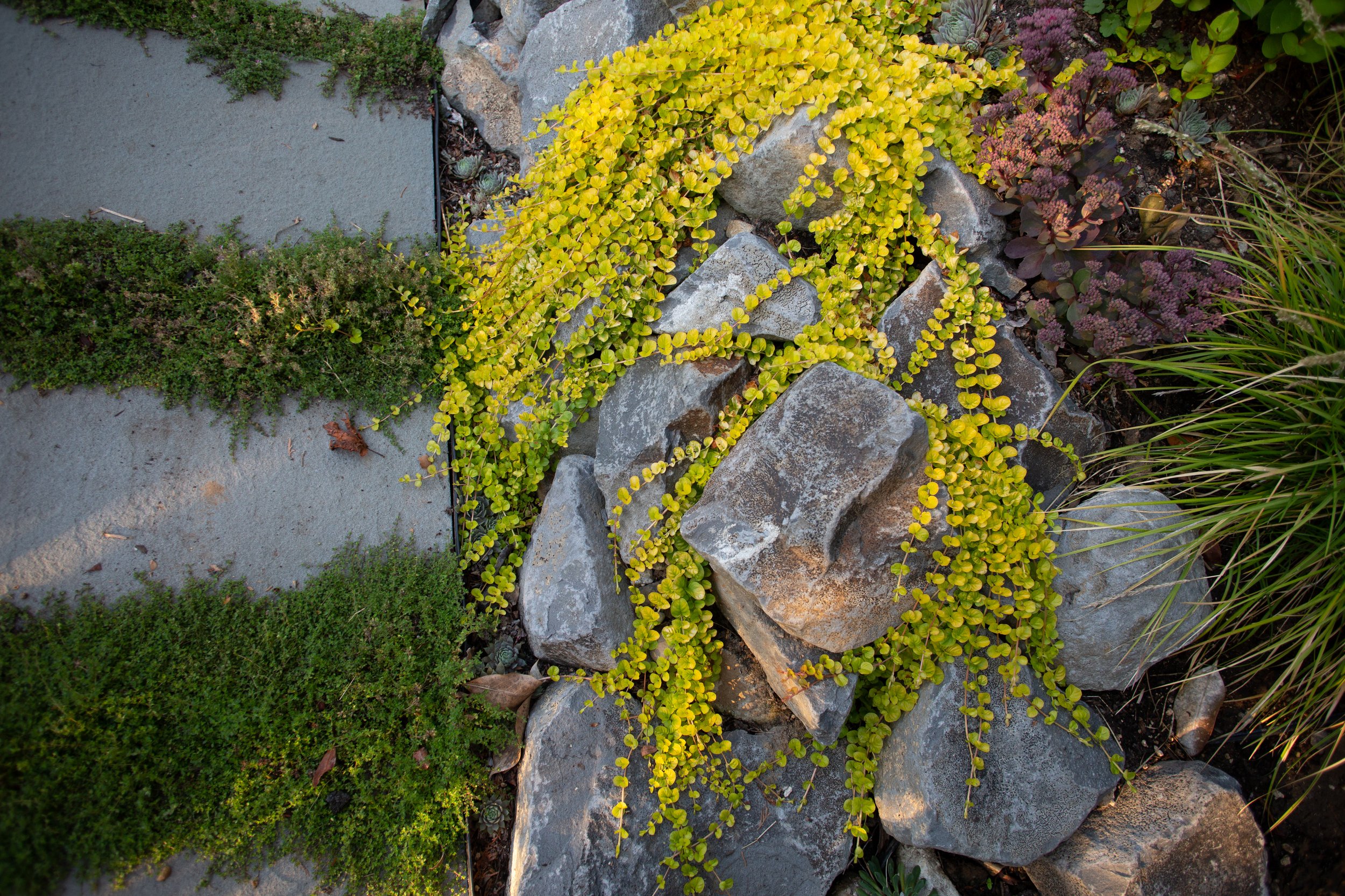 Ground cover plants and yellow creeping jenny on stones in a garden.