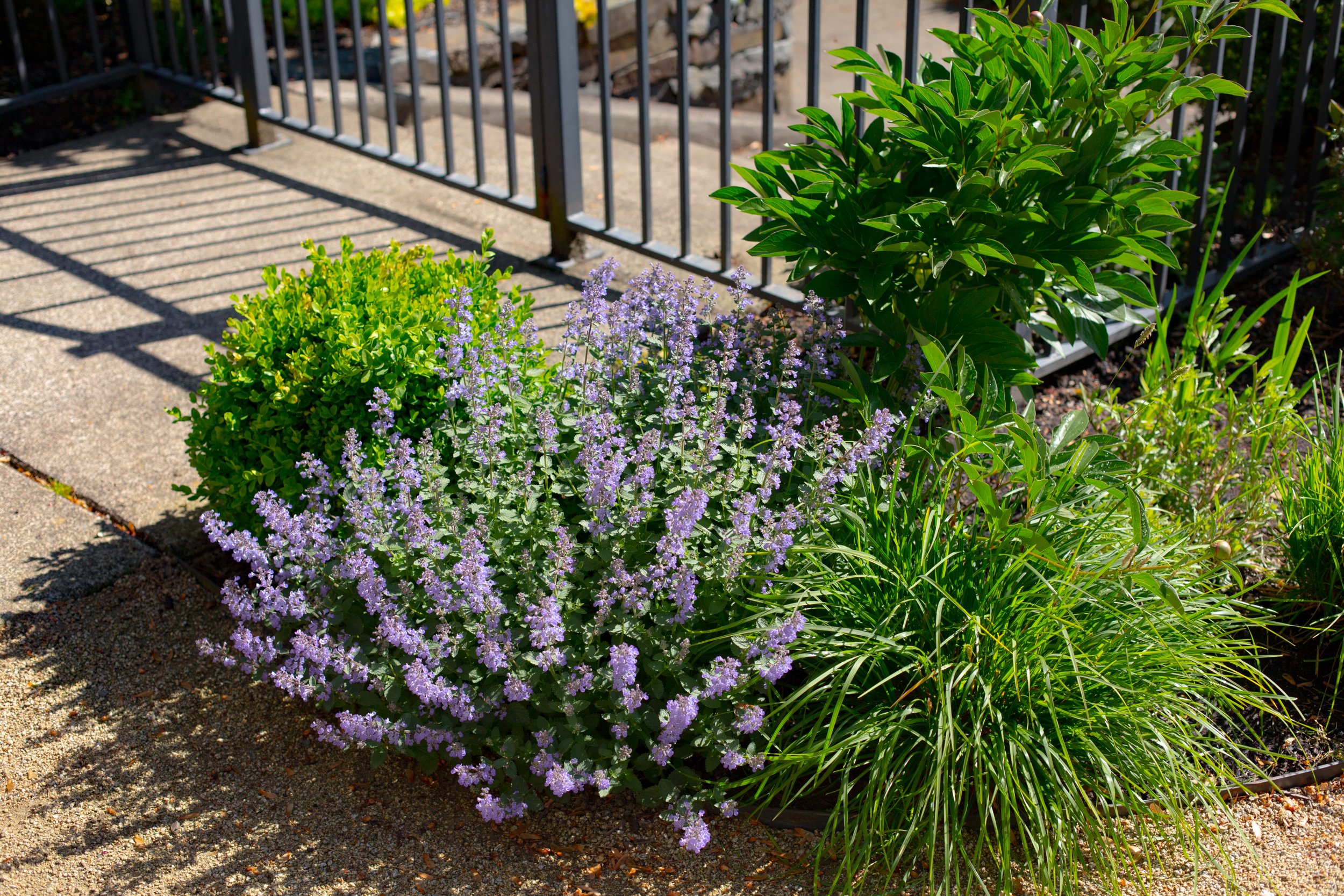 Garden Riot_sam m_naturalistic design-27.jpg