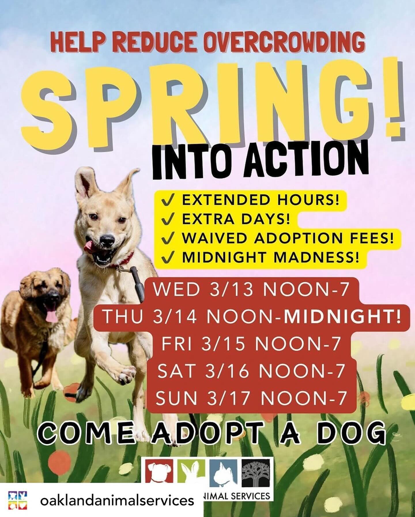 Posted @withregram &bull; @oaklandanimalservices 🌸🐾 Spring into Action at OAS! 🌼🐶

Oakland Animal Services is bursting with amazing BIG DOGS searching for their forever homes. 🏡

💕 This week is your chance to help! We&rsquo;re extending our ado