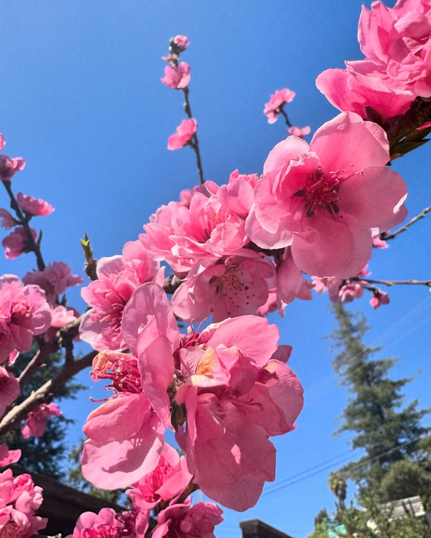 🌸 Happy spring, Maxwell Park 🌸