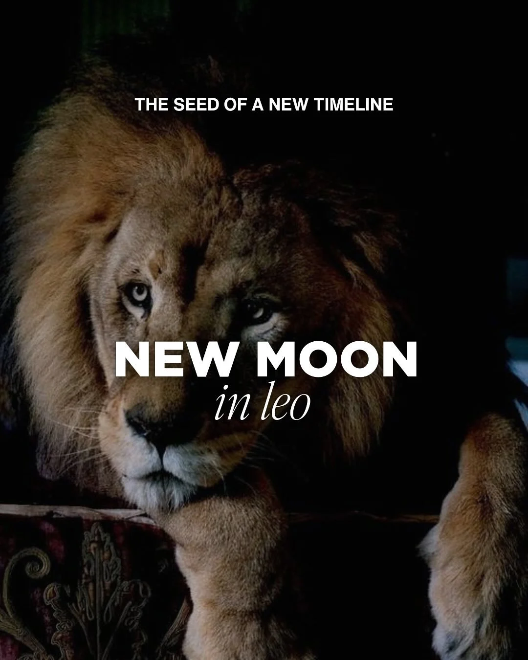 NEW MOON in LEO today, 24th July.
This is the seed of a new solar awakening. With the current aspects in the sky at the time of the lunation we are being asked to come back to ourselves, reflect on the way we show up authentically in our life/busines