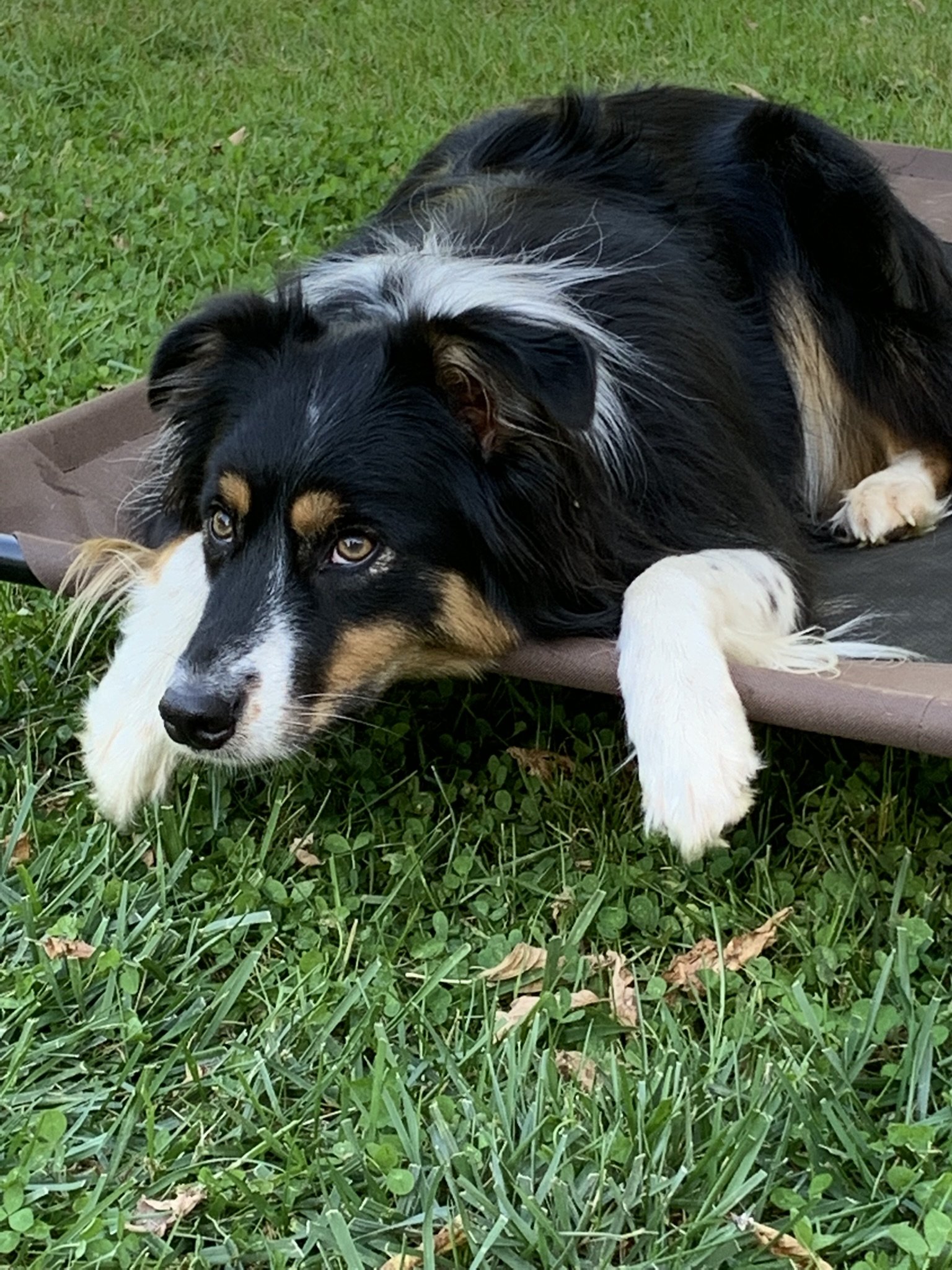 Clever Canines Intro to Tricks