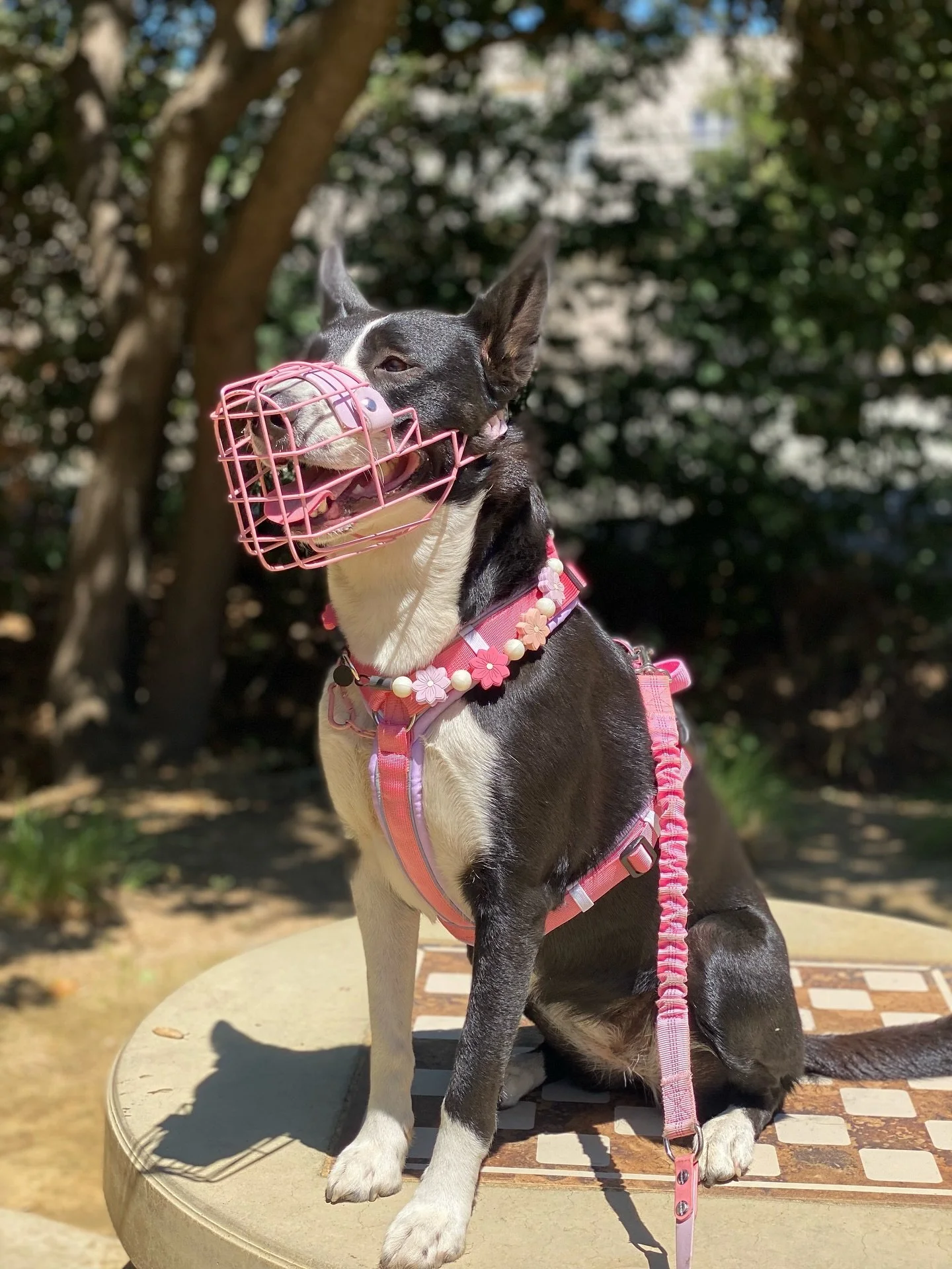 My Daisy. This pretty little dog is the reason for all of this.🥹 Without her, Big Snoof wouldn&rsquo;t exist! I remember back in 2021, when I was so overwhelmed and discouraged with her dog reactivity, when we starting having to use a muzzle (the Ba