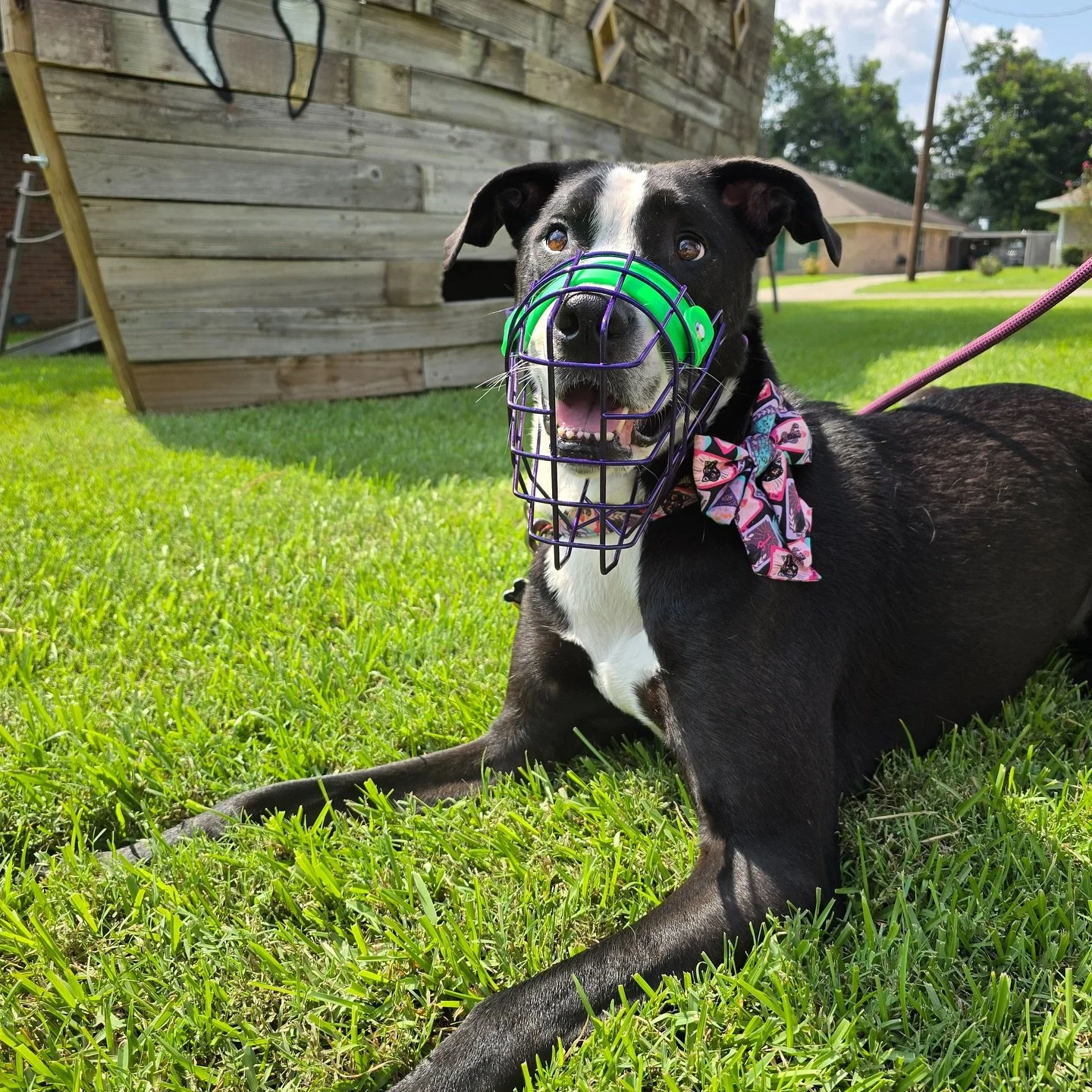 Review! &ldquo;We could not be happier with our BSDG muzzle! Ronnie is far more comfortable in this muzzle than the muzzle we were previously training with. She LOVES it! She can take treats, drink water, and overall be her silly crazy self without f