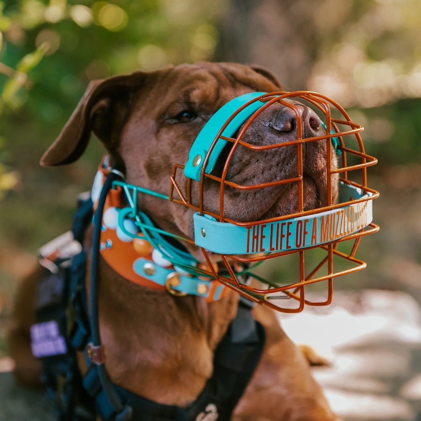 Swifties, it&rsquo;s a New Era, and we were feeling inspired.✨ Our Limited Edition &ldquo;Life of a Showgirl&rdquo; Custom Muzzles are available now 🧡🩵 Which song is your favorite?? 

#tloas #muzzleddogsaregooddogs #doggear #muzzletraining #dogtrai