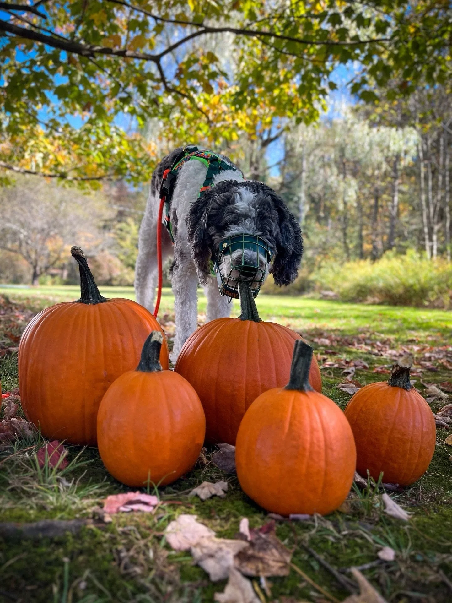 Spoooky!👻🎃🦇 &hellip;but Safe 🧡 Fionn is ringing in the spooky season with a pumpkin patch of his own! Thankfully his muzzle keeps him from nibbling them all up before the photoshoot was over&hellip;mostly 😂 

#muzzleddogsaregooddogs #dogs #pumpk