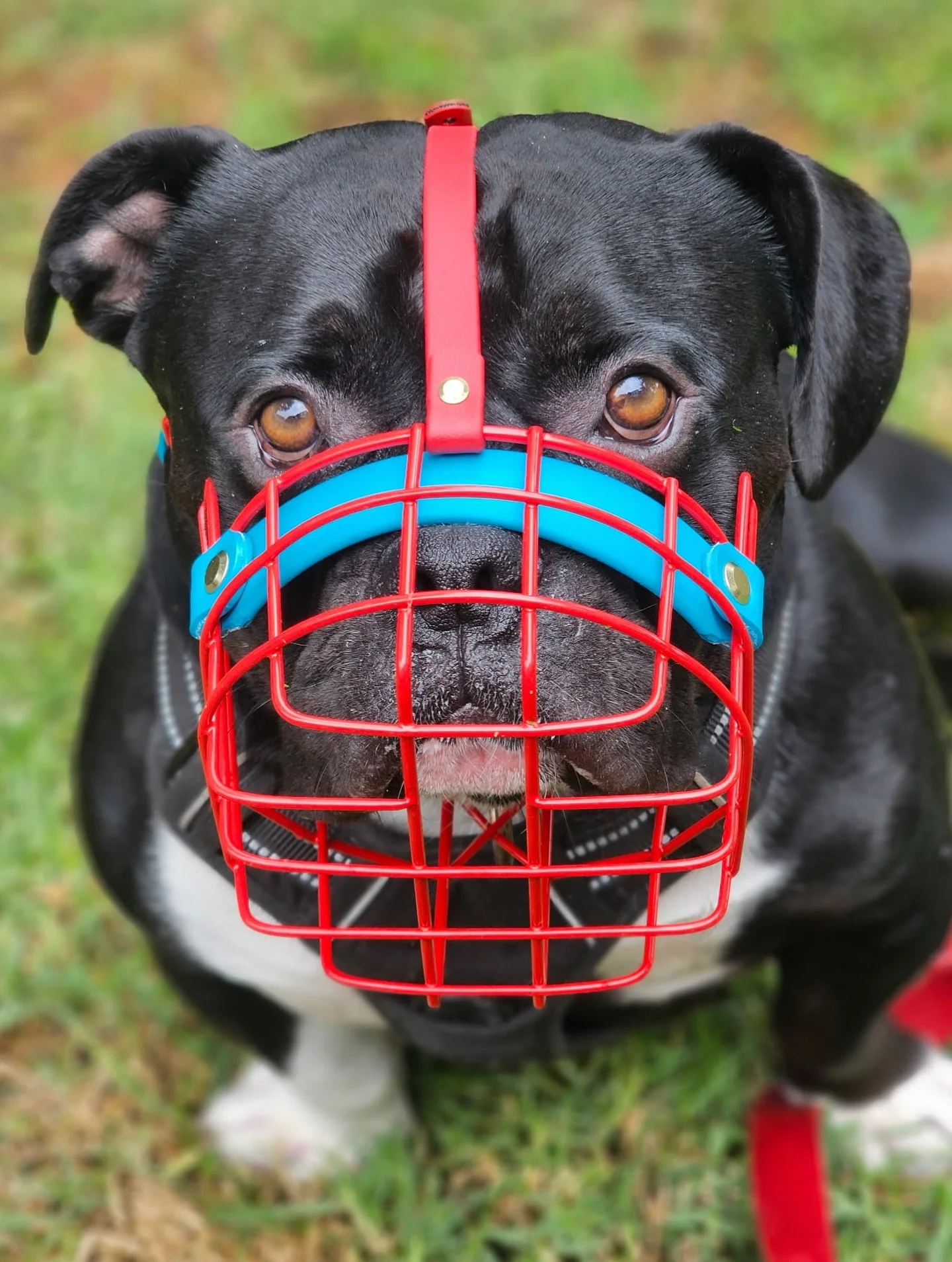 What a pleasure it was to meet handsome Dozer and his lovely foster mum Valentina! We got to have Dozer join us at the Snoof Workshop for a fitting, and figured out that he needed a modified size 29. We custom welded him a shorter chin bar so the muz