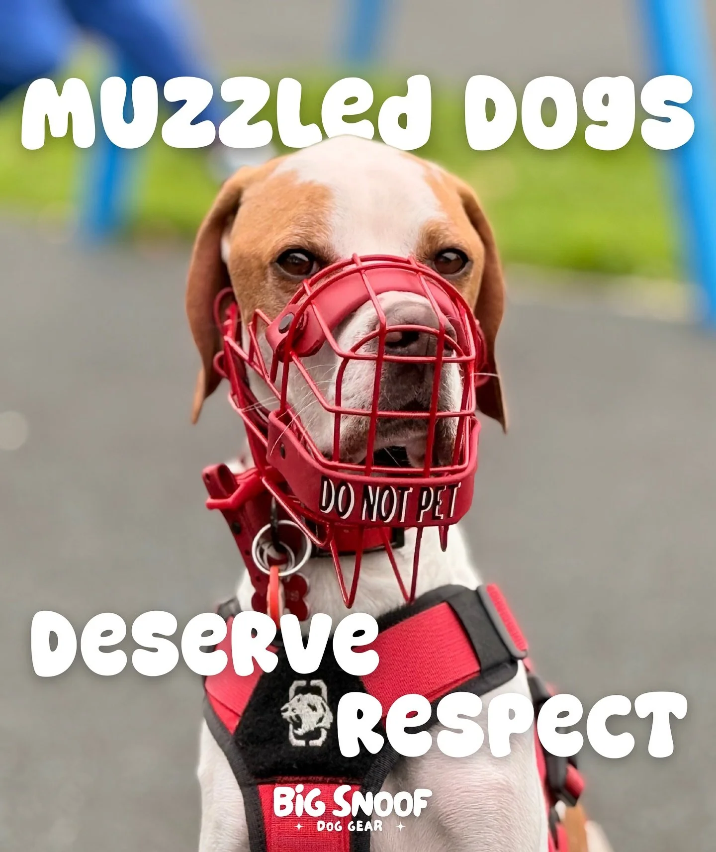 Muzzled dogs aren’t bad dogs— they’re loved by responsible guardians. ❤️ Whether for safety, training, or comfort, a muzzle means their human cares. Let’s show them the respect they deserve.
#muzzleddogsaregooddogs #responsib
