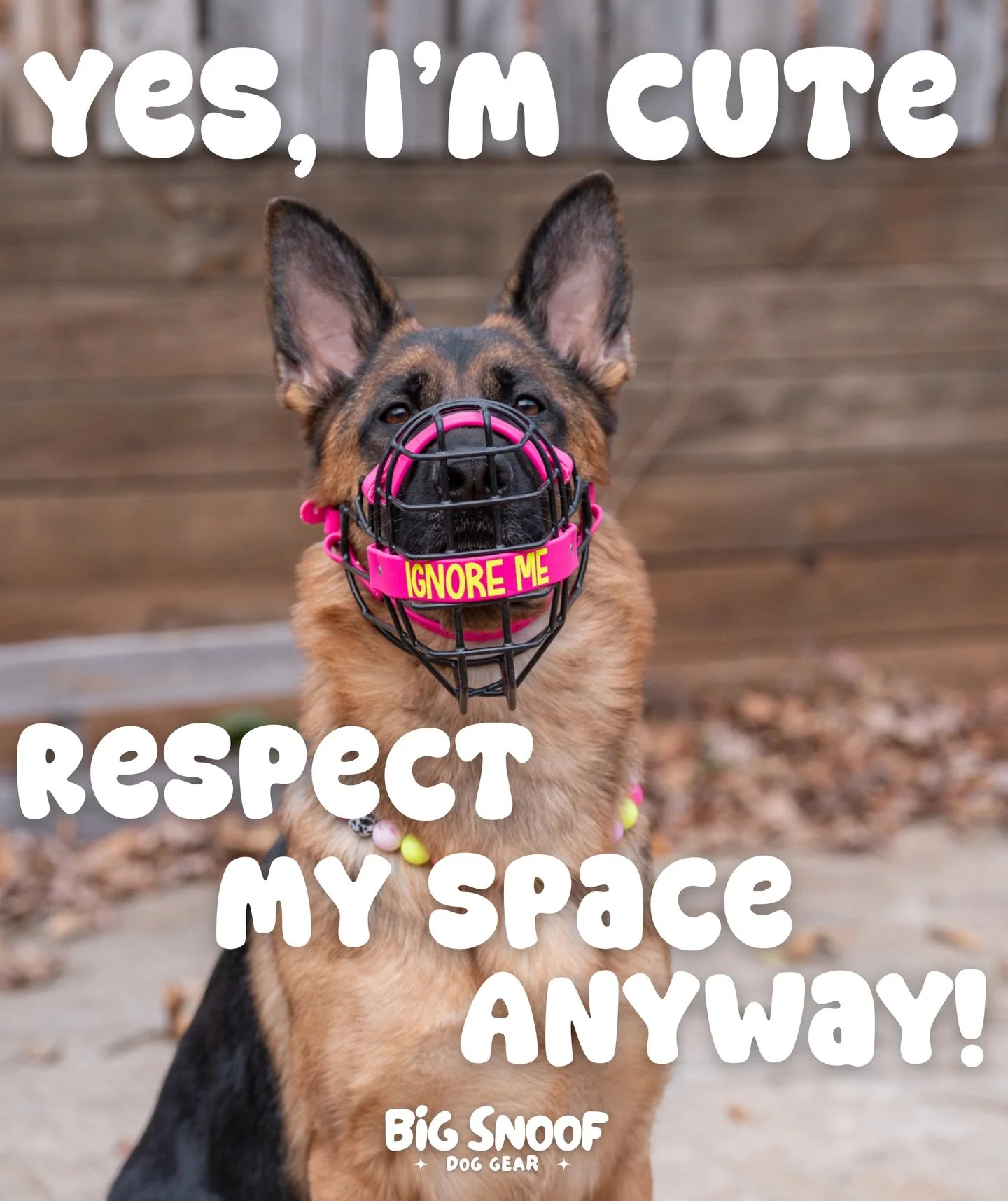 How many times has someone tried to pet your dog, or stared right at them, or tried so hard to get their attention &ldquo;because your dog is adorable&rdquo;&hellip; despite that being the last thing in the world that you&rsquo;re dog wants?? 😵&zwj;