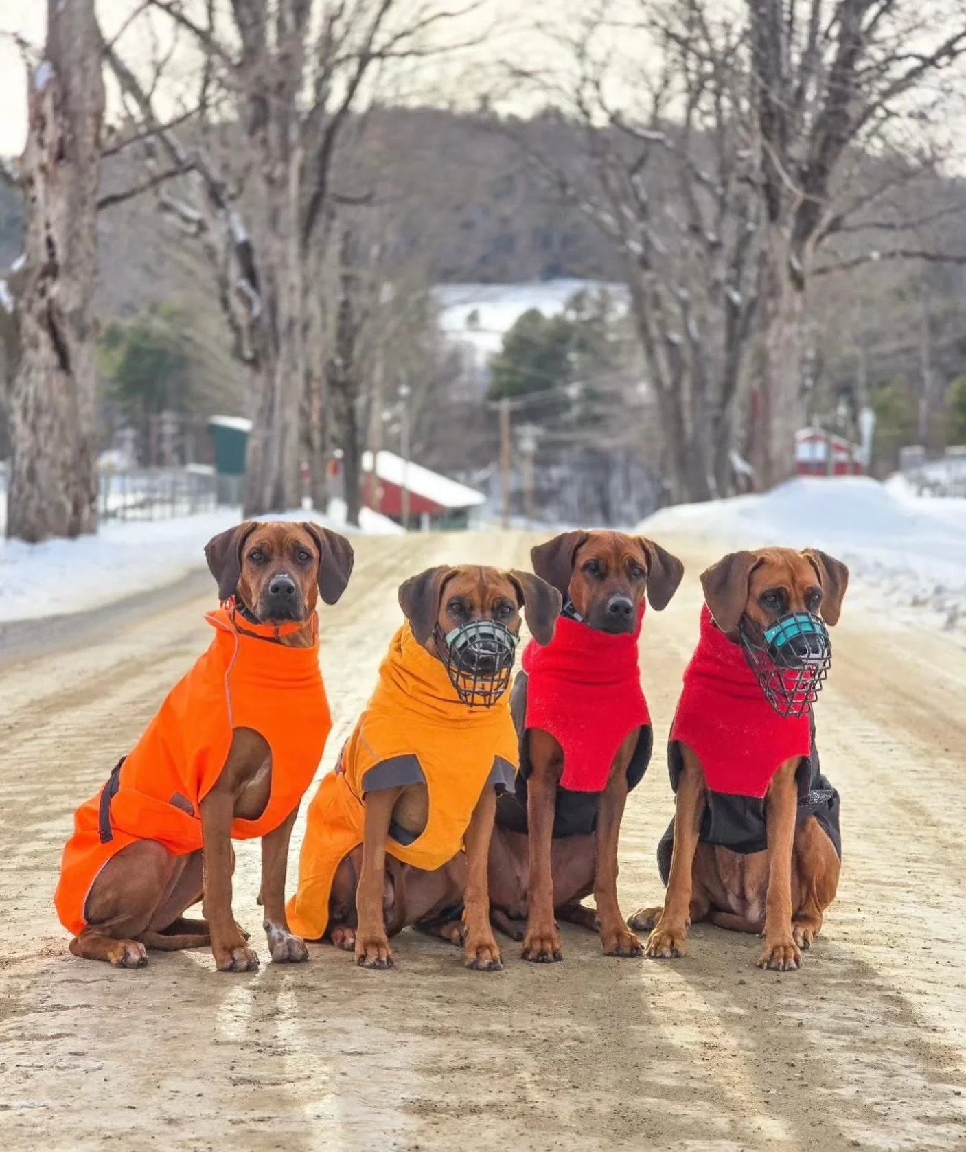 It&rsquo;s a Ridgeback family Christmas! 🎄❄️❤️ This gorgeous pack @supernovaridgebacks uses their muzzles to help prevent them from eating things they shouldn&rsquo;t be or from accidentally injuring each other, so they can get back to doing what th