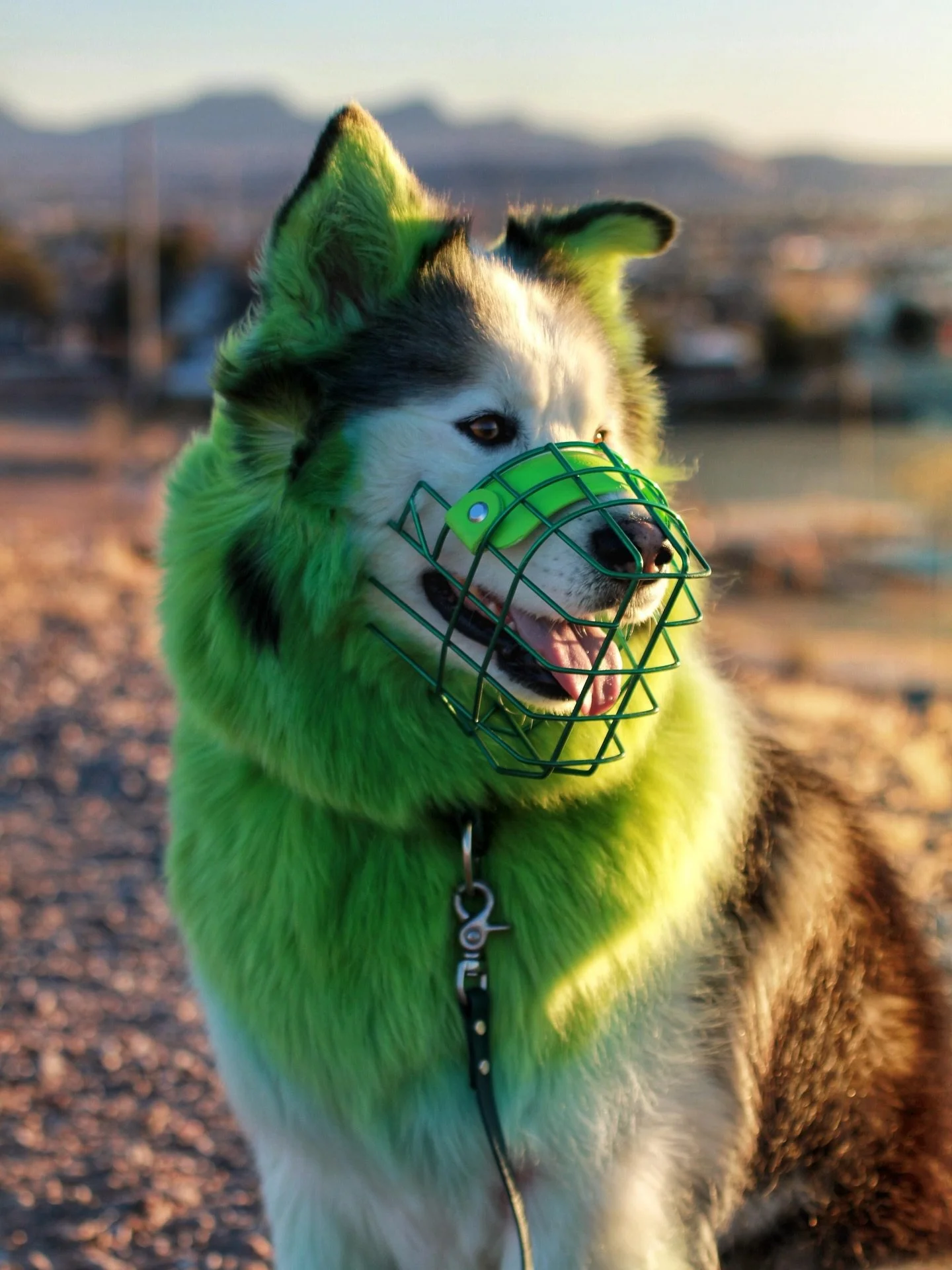 What&rsquo;s more fun than a colorful muzzle? A colorful dog 🤣💚 Feat. Gorgeous Simba of @neidineandnala in his newest Emerald and Lime muzzle 🍀

💚

#dogmuzzle #colorfuldogs #opawz