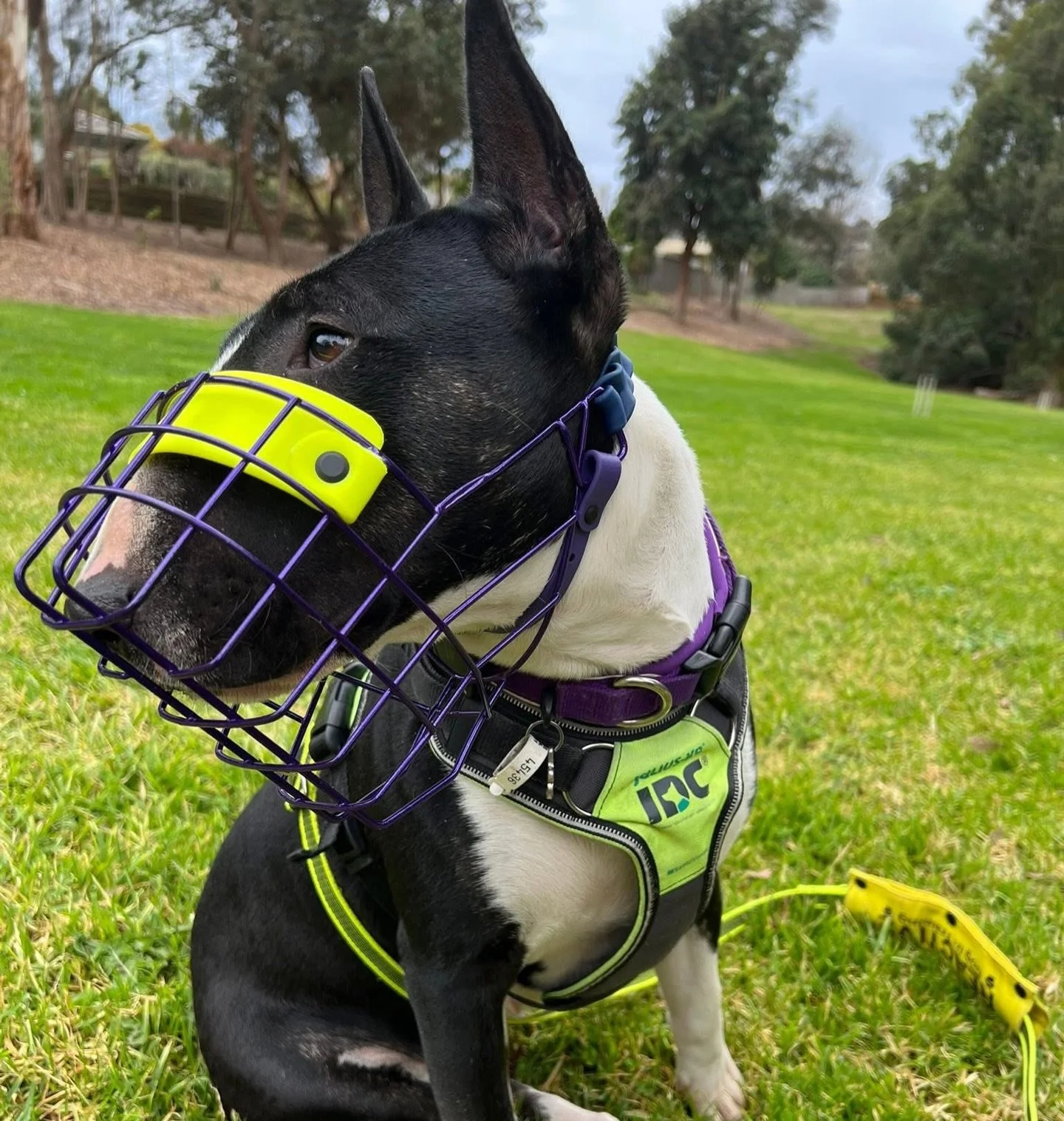 Bull Terriers! By far one of the most unique dog breeds on earth&mdash;and their muzzles should reflect that uniqueness. ❤️ Each one of our Custom Bull Terrier muzzles is hyper-analyzed to ensure it&rsquo;s built to suit your individual dog&rsquo;s u