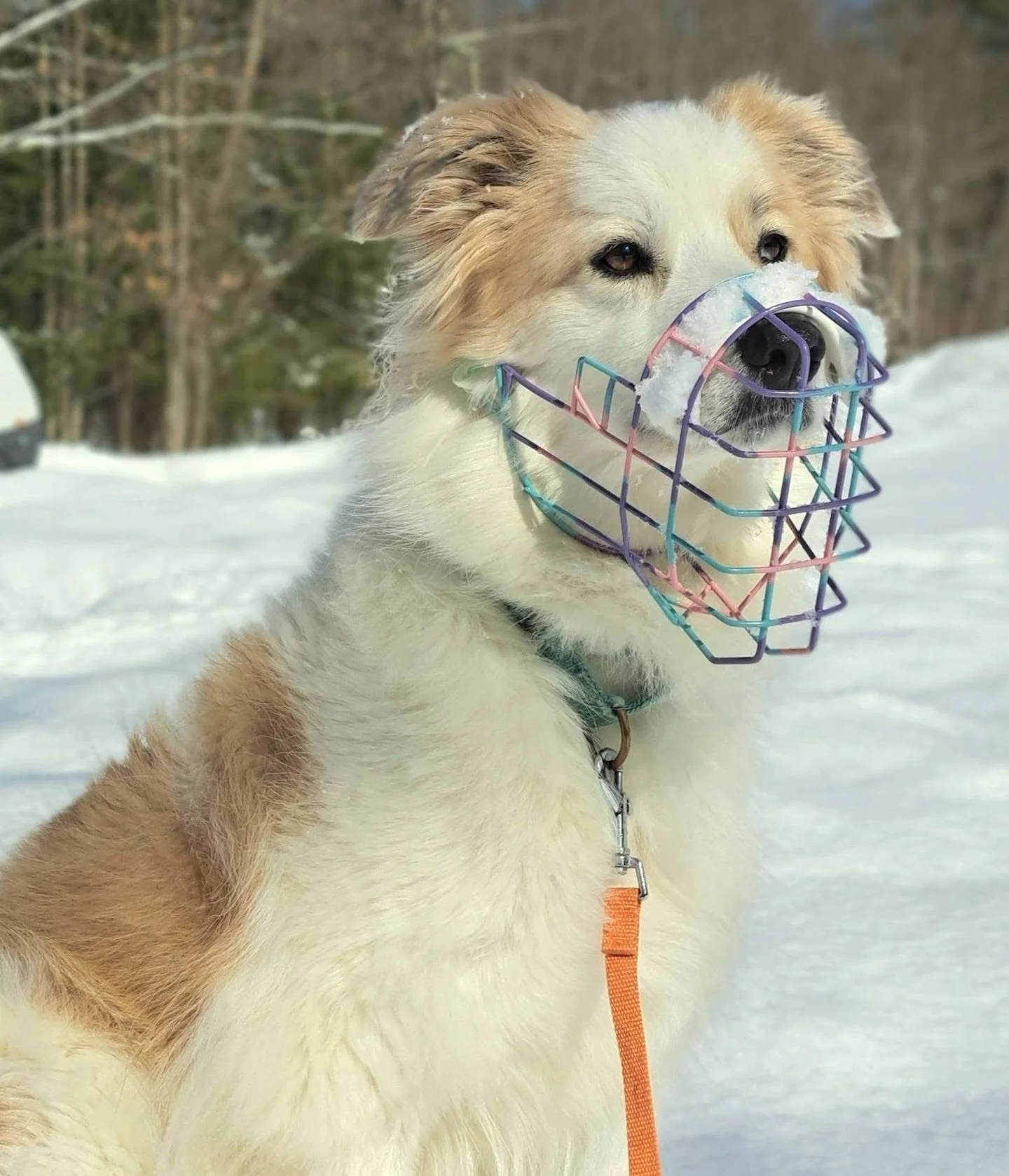 Sweethearts 💜🌸🩵 Offering a unique design for February was so much fun!! Thank you to all of you who ordered our Sweetheart Candy muzzle, we&rsquo;re loving getting to see them on the sweeties they were made for! Should we do another &ldquo;Design 
