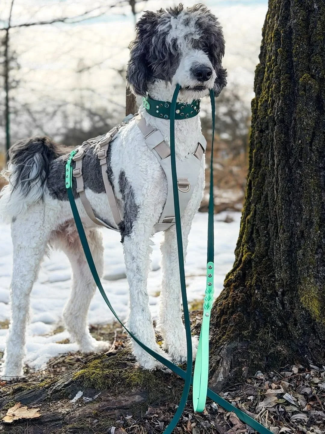 Muzzles aren&rsquo;t the only thing we&rsquo;ve got up our sleeve&hellip; our collars and leashes are pretty damn great too 🩵💎 Fionn&rsquo;s latest set is a Blingy Juno Collar and a Luna&rsquo;s Braided Longline in Seafoam and Forest. We don&rsquo;