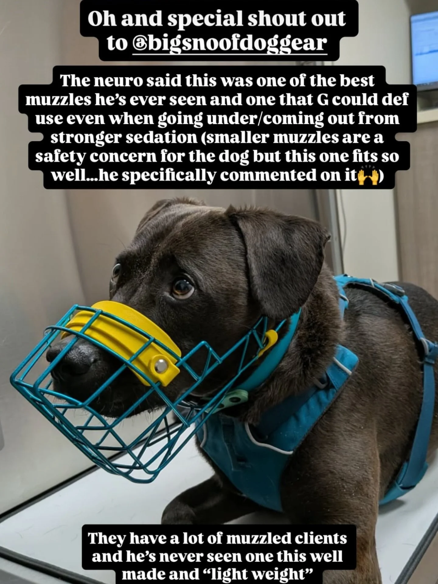 Reposting this story from @graysonthefosterfail because it made my day and is also fantastic info for those interested in using their muzzles at the vet! Thank you Meagan and Grayson for sharing this!💛