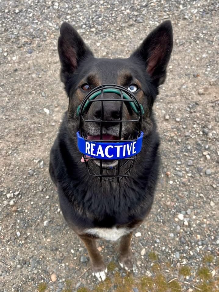 Front Profile, Side Profile, Fantastic Fits from All Angles😎

#muzzleddogsaregooddogs #reactivedog #customdoggear #biothane #muzzle