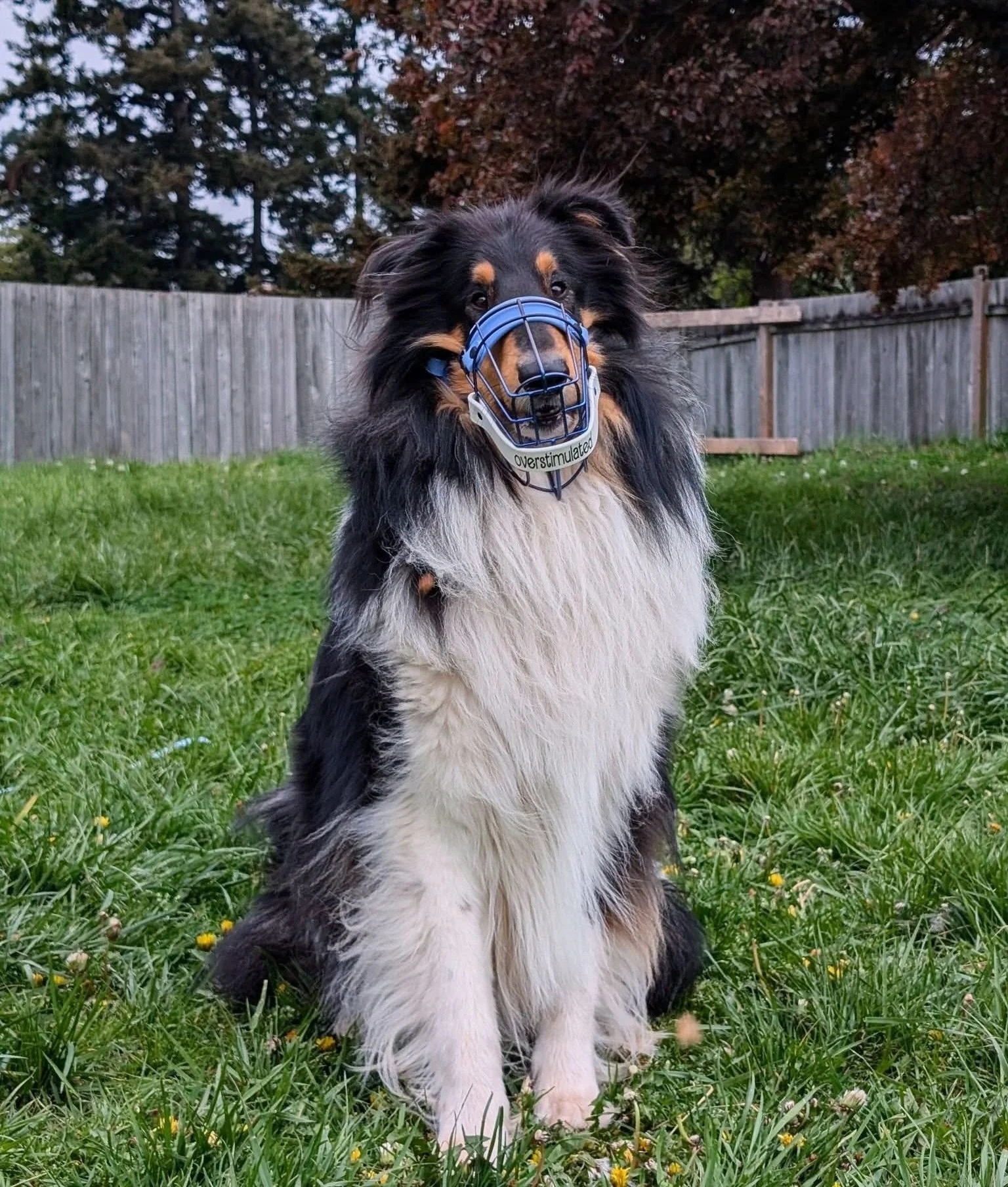 From concept to reality! 🤩 Some muzzle builds are a lot trickier than others! Oftentimes when sizing, when provided with a great side profile photo like in the second to last slide, I can blow up the photo to &ldquo;life size&rdquo; based on the len