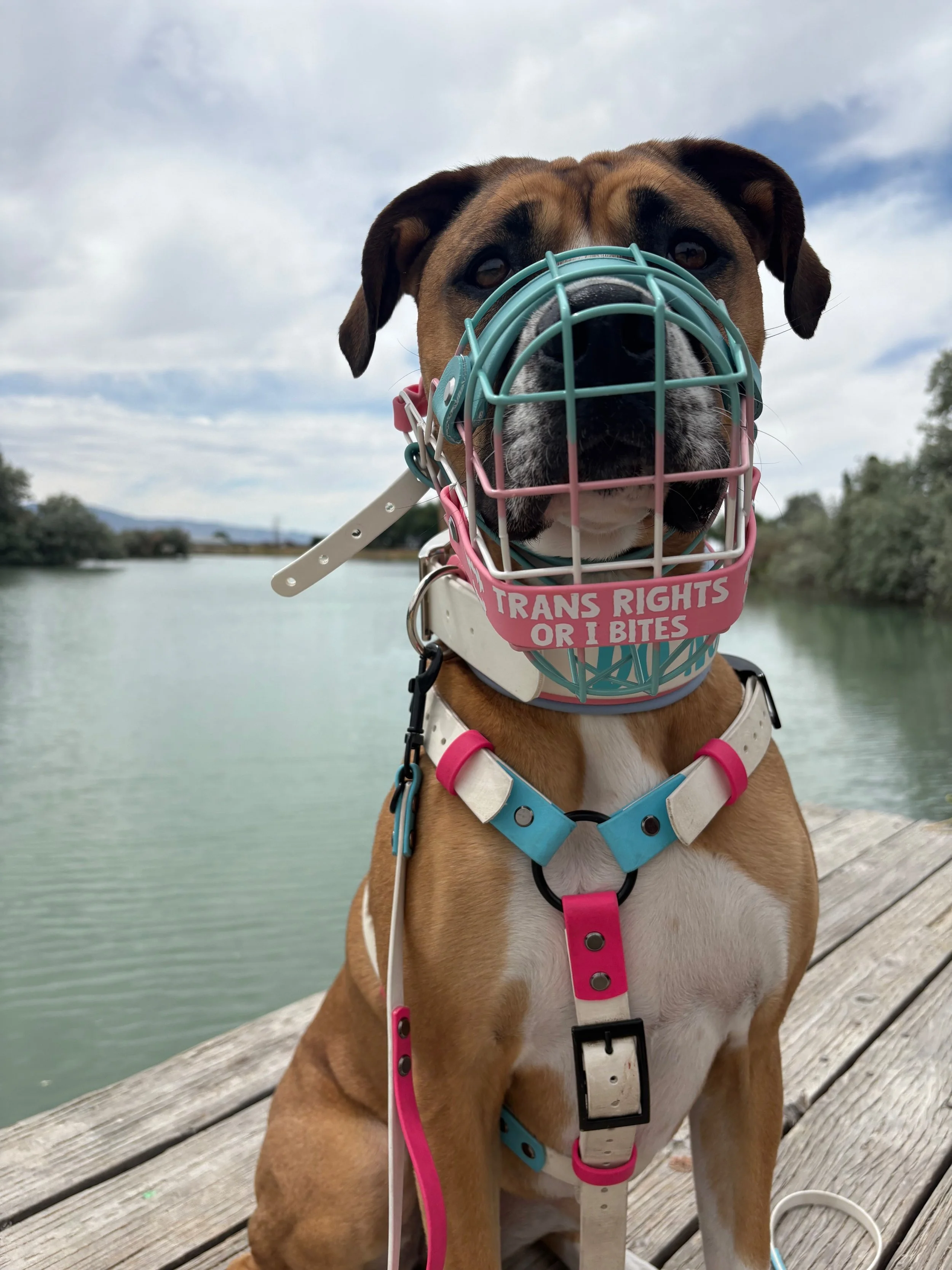 Happy Pride!! 🏳️&zwj;🌈💖🏳️&zwj;⚧️ Queer joy is infectious, so make sure your pup is loud, proud, and serving woofs this Pride Month 💅🏻😂🥰 Check out our new Custom Pride Flag Muzzles, where you can have your muzzle made to match your flag!😍

#b