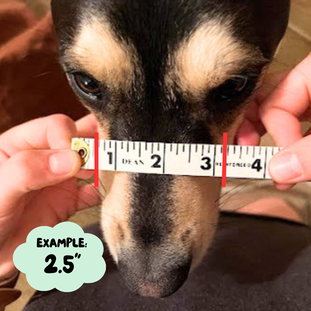 Snout Length Muzzle Measurement Guide — Big Snoof Dog Gear