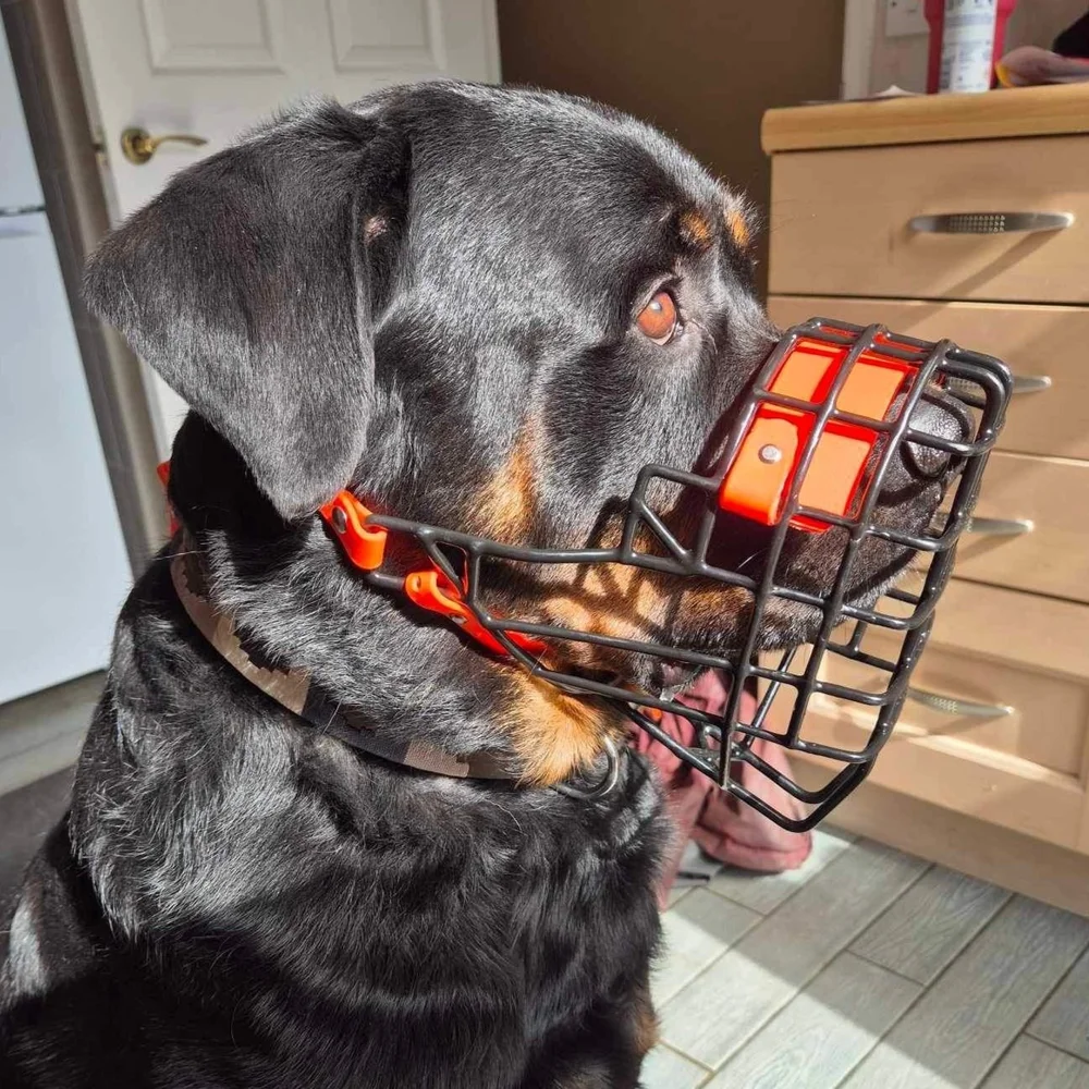 Muzzle dog online in crate1