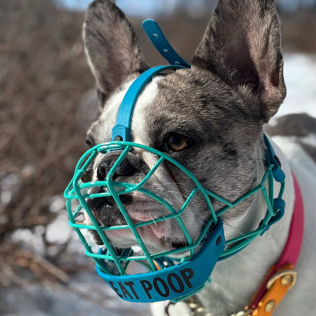 Brachycephalic Custom Muzzles