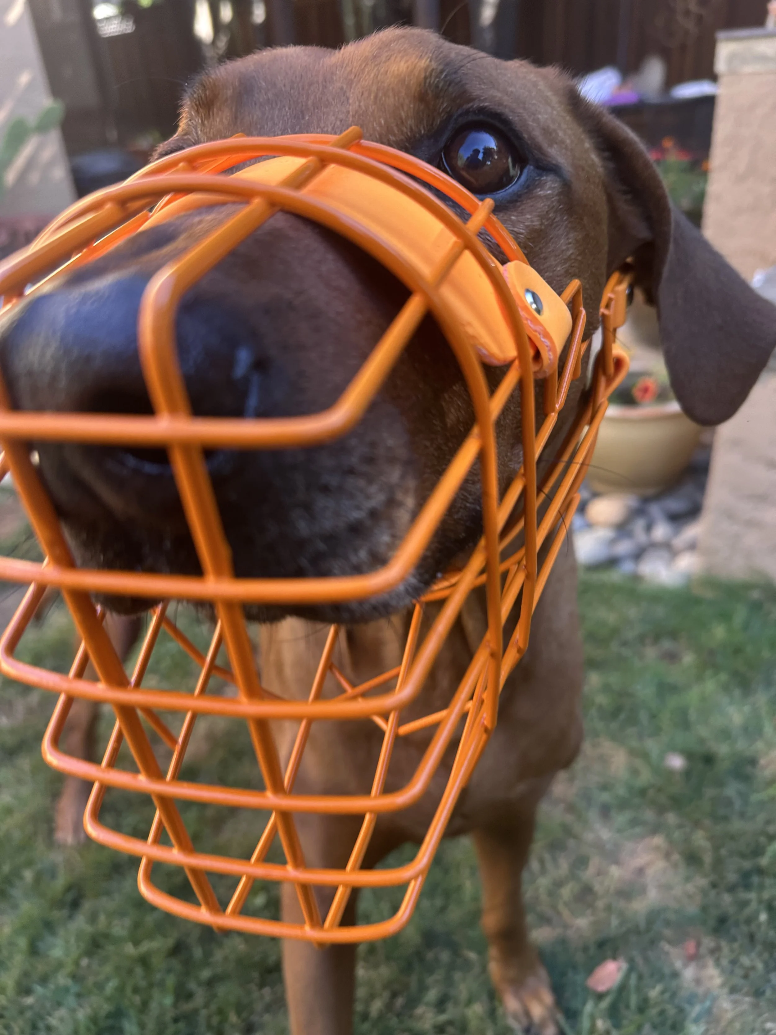 IMG_9908.jpeg