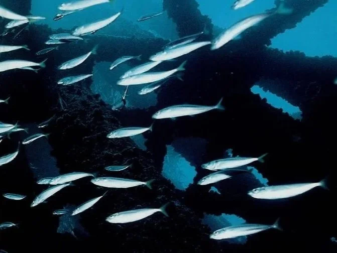 A school of silver fish swims around the steel crossbeams of a sunken offshore platform. The beams are thick with marine growth, and the water is deep blue.