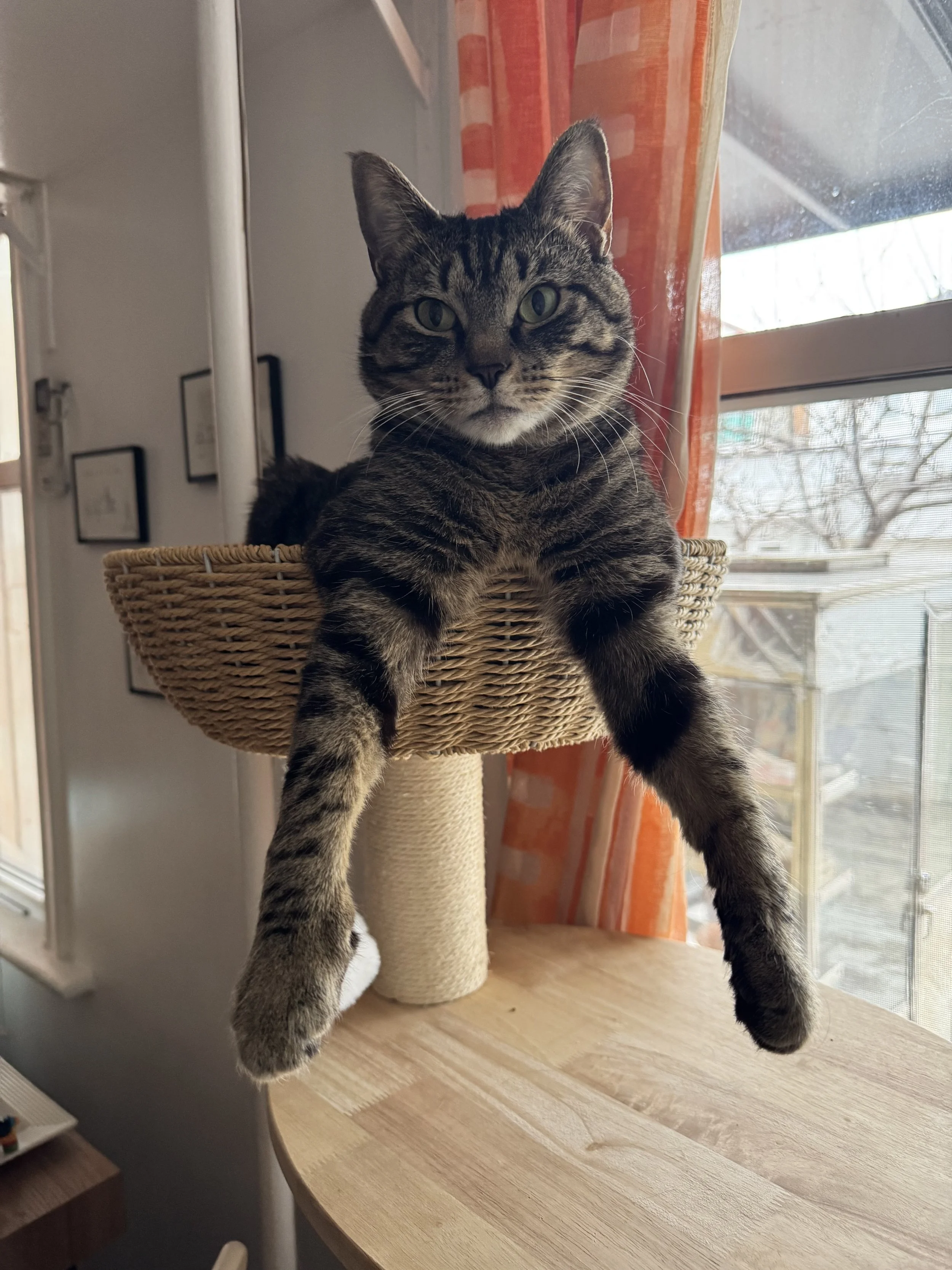 Trip (cat) in a basket with his two front arms hanging out